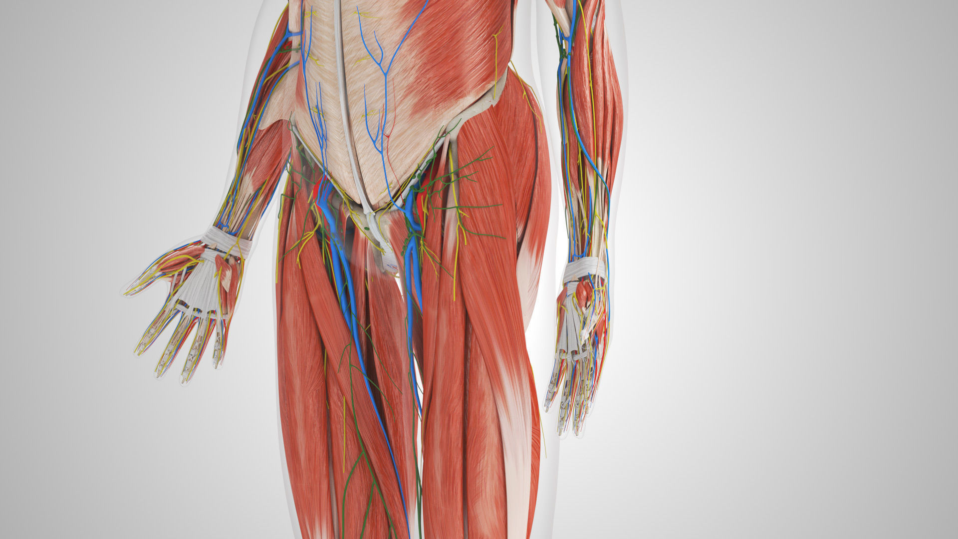 Complete Male Anatomy Low-poly 3D model_20