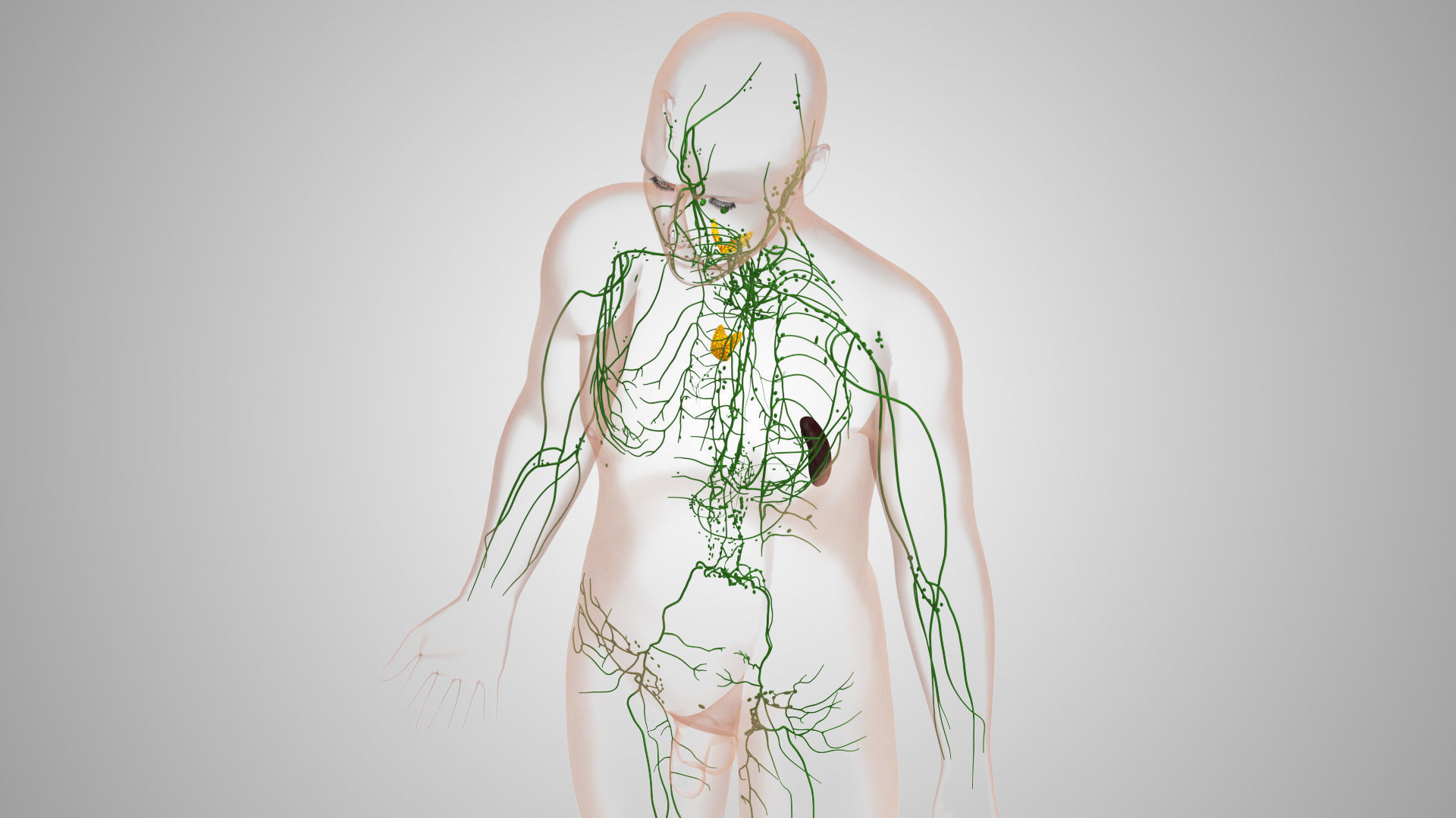 Complete Male Anatomy Low-poly 3D model_125