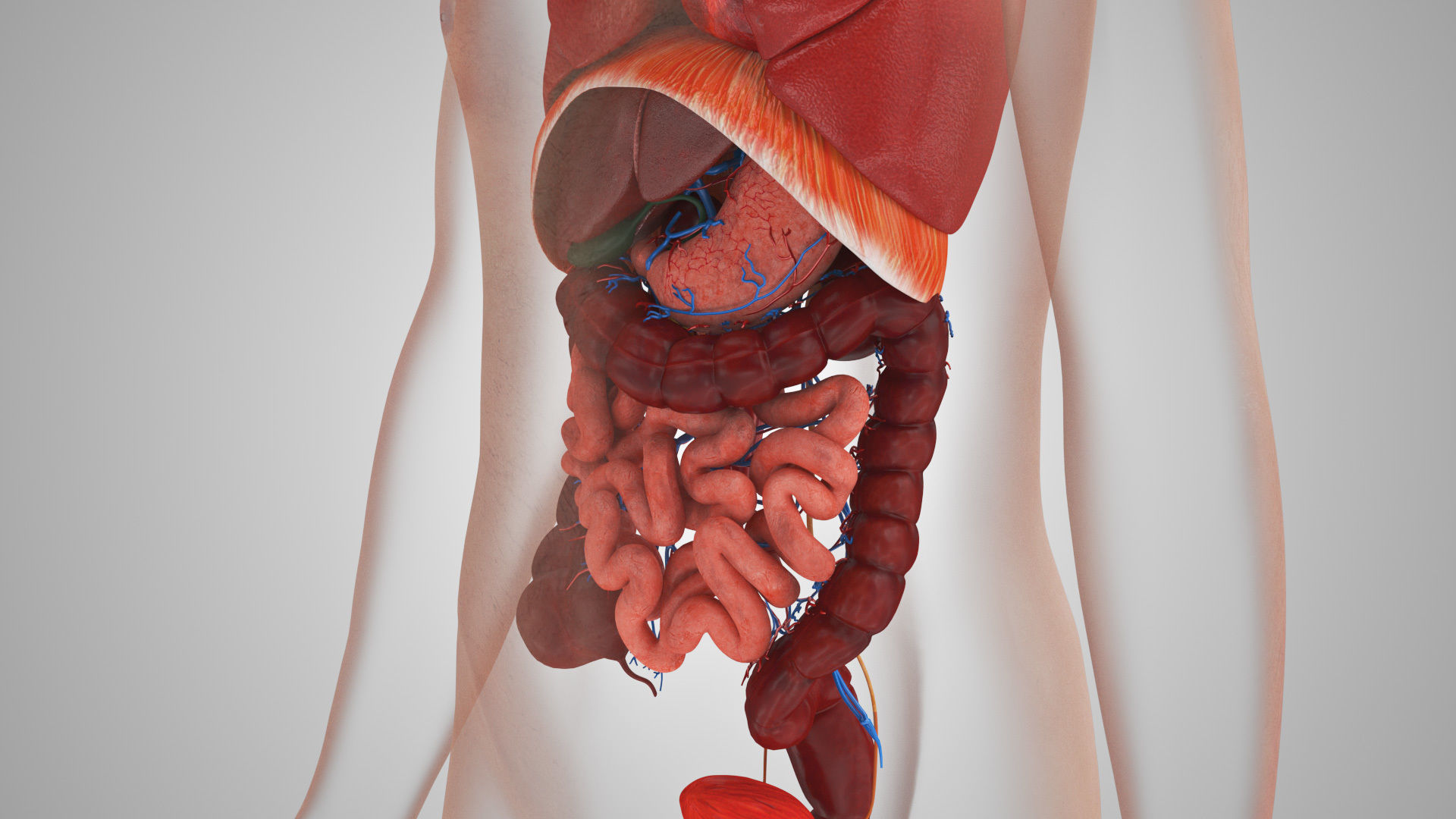 Complete Male Anatomy Low-poly 3D model_105