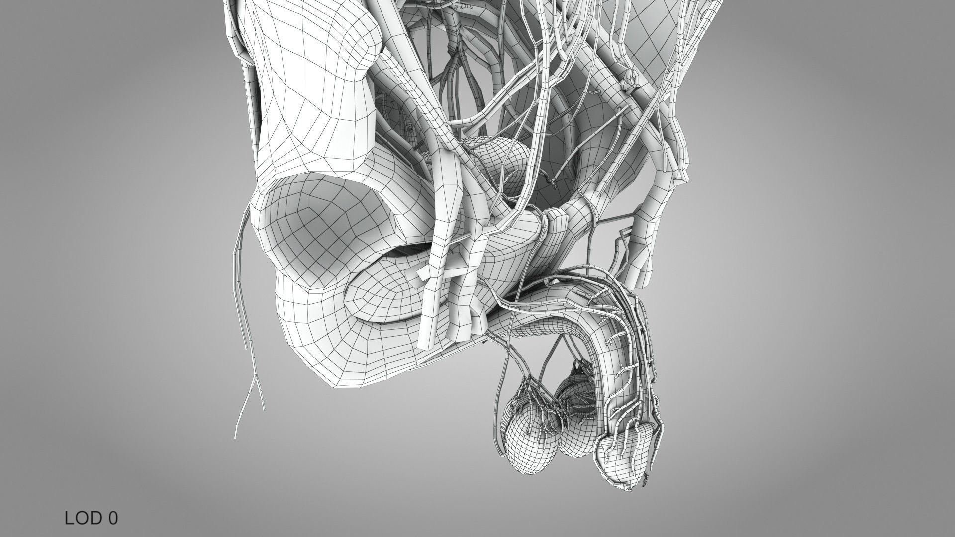 Complete Male Anatomy Low-poly 3D model_147