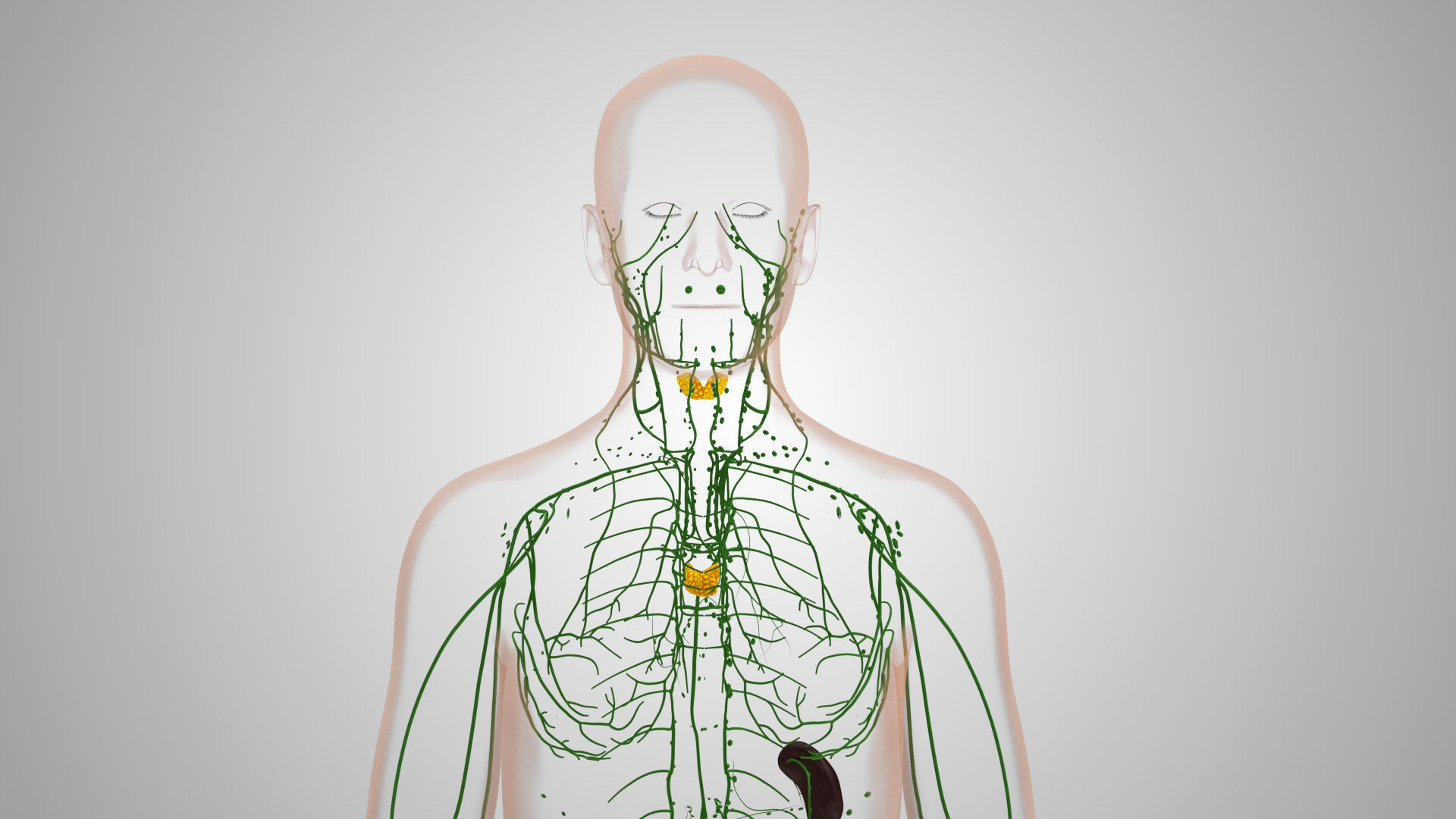 Complete Male Anatomy Low-poly 3D model_120
