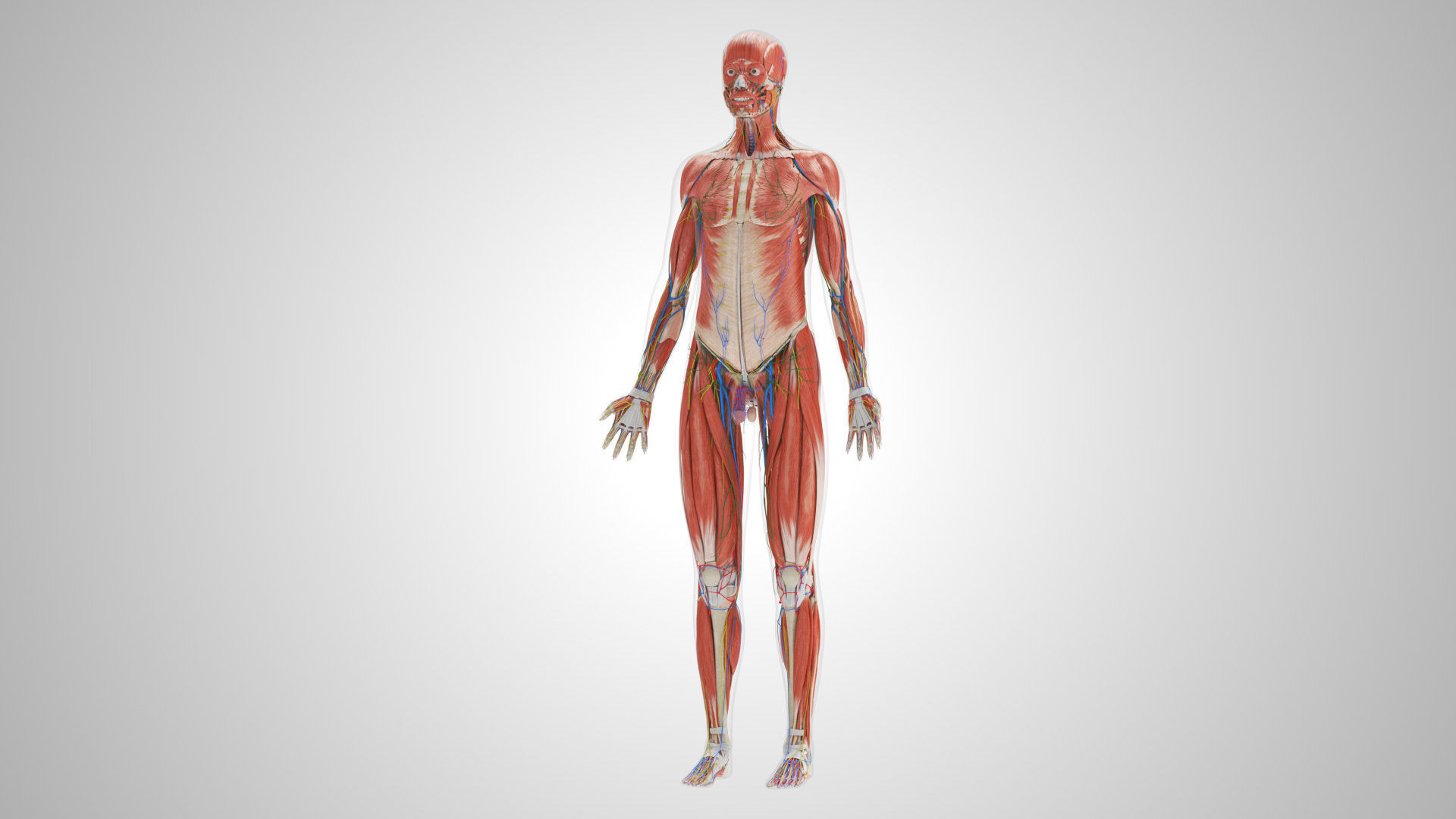 Complete Male Anatomy Low-poly 3D model_18