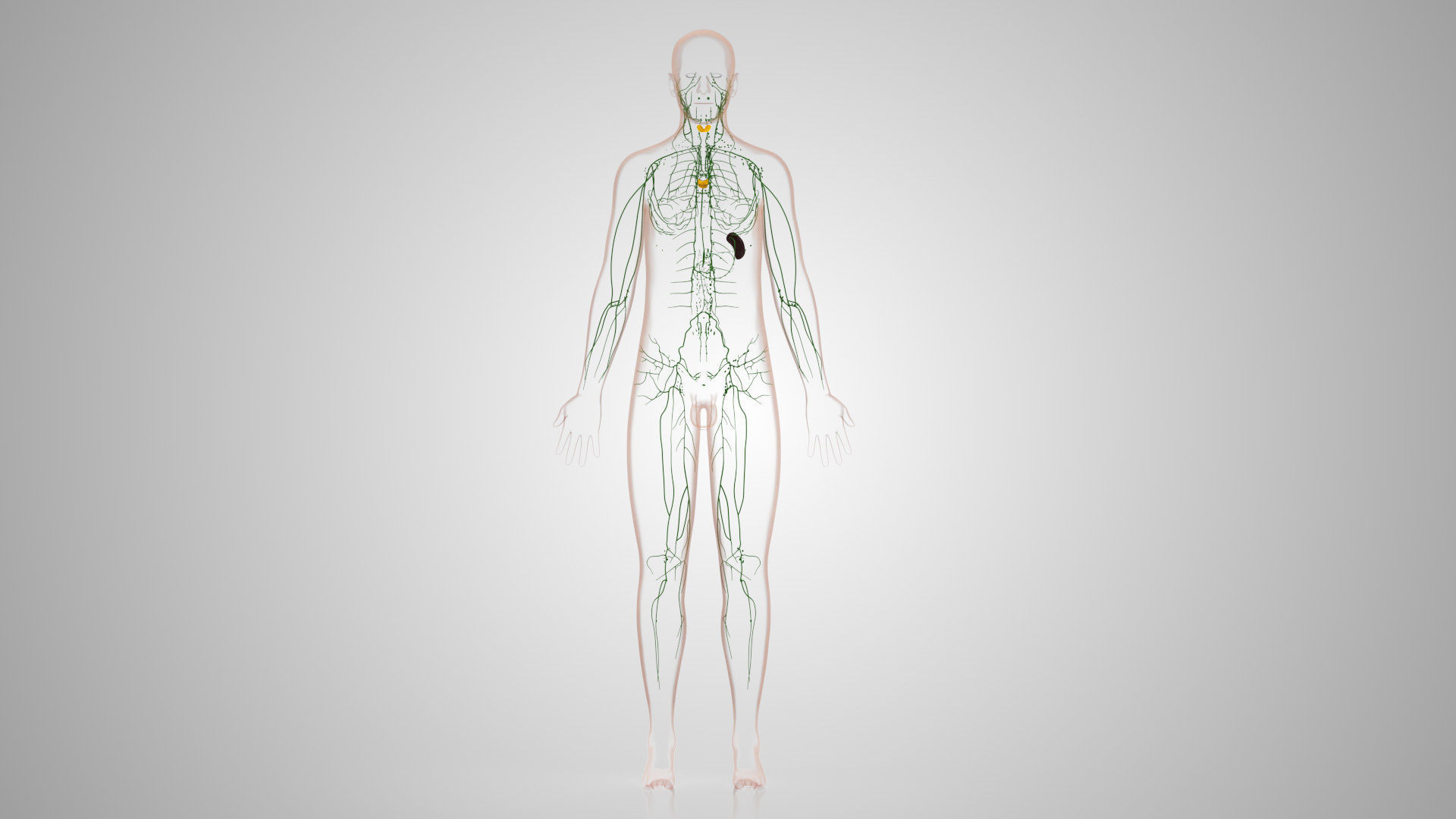 Complete Male Anatomy Low-poly 3D model_123