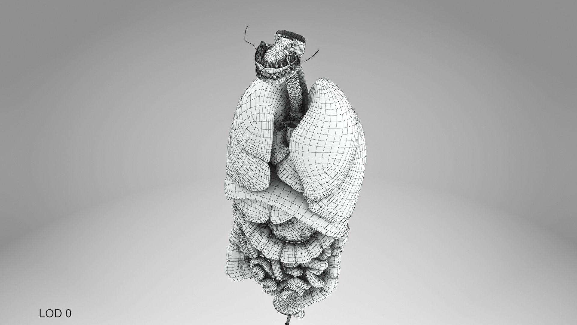 Complete Male Anatomy Low-poly 3D model_114