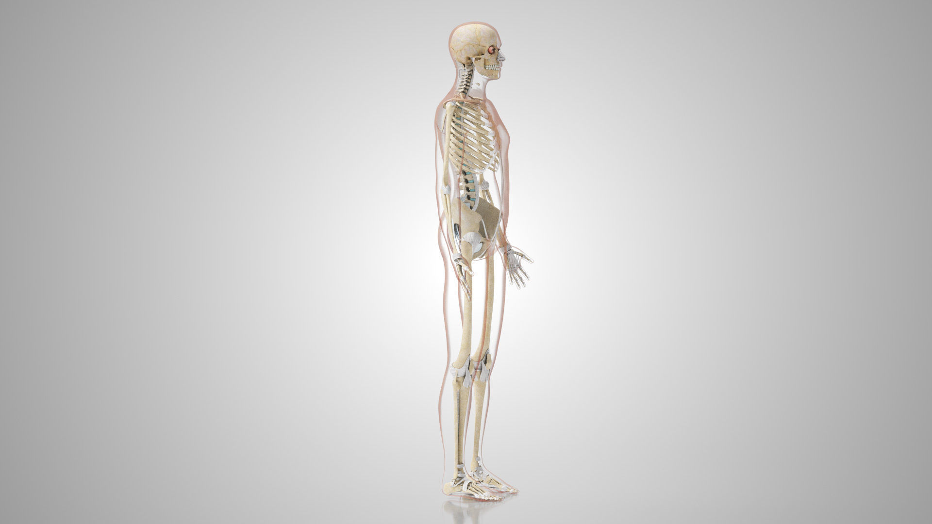 Complete Male Anatomy Low-poly 3D model_133