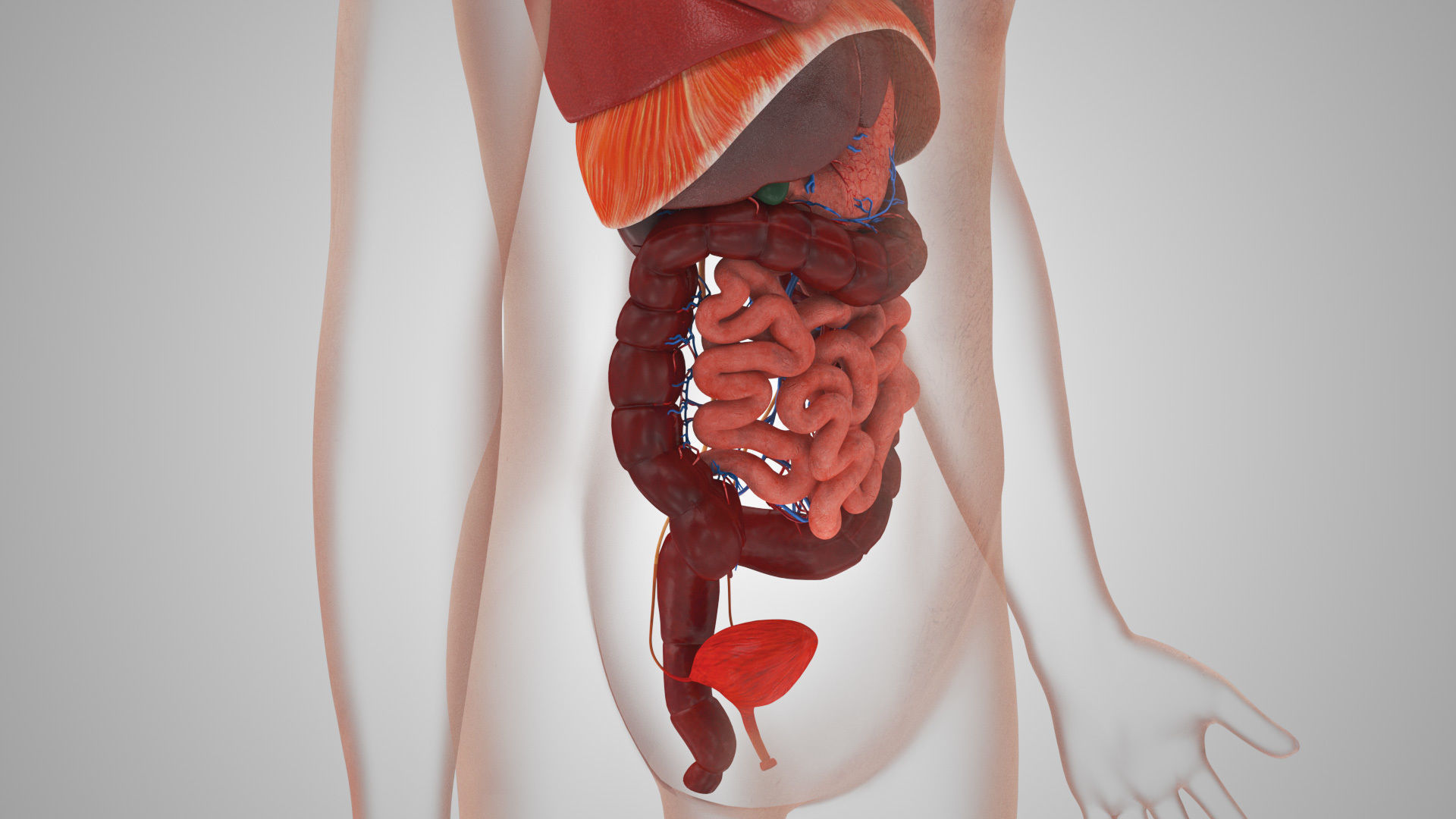 Complete Male Anatomy Low-poly 3D model_104