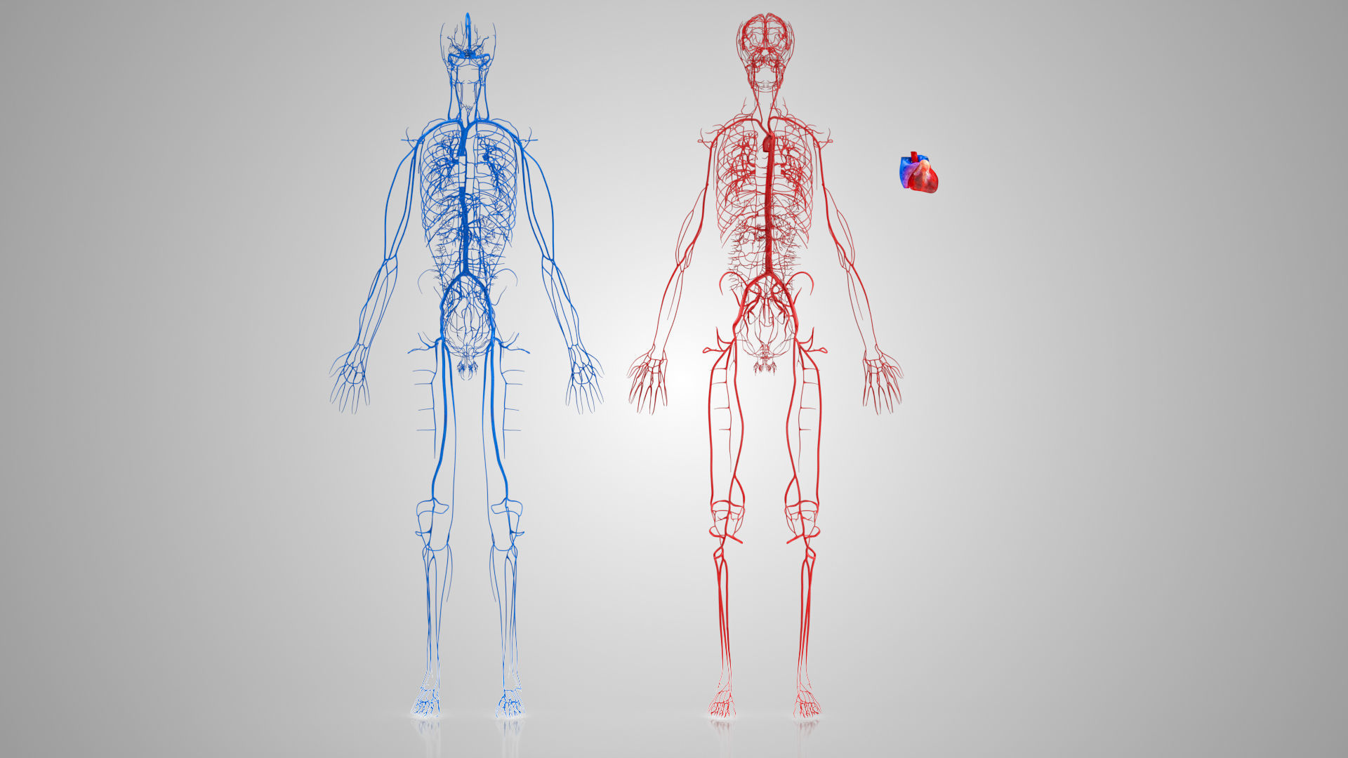 Complete Male Anatomy Low-poly 3D model_41