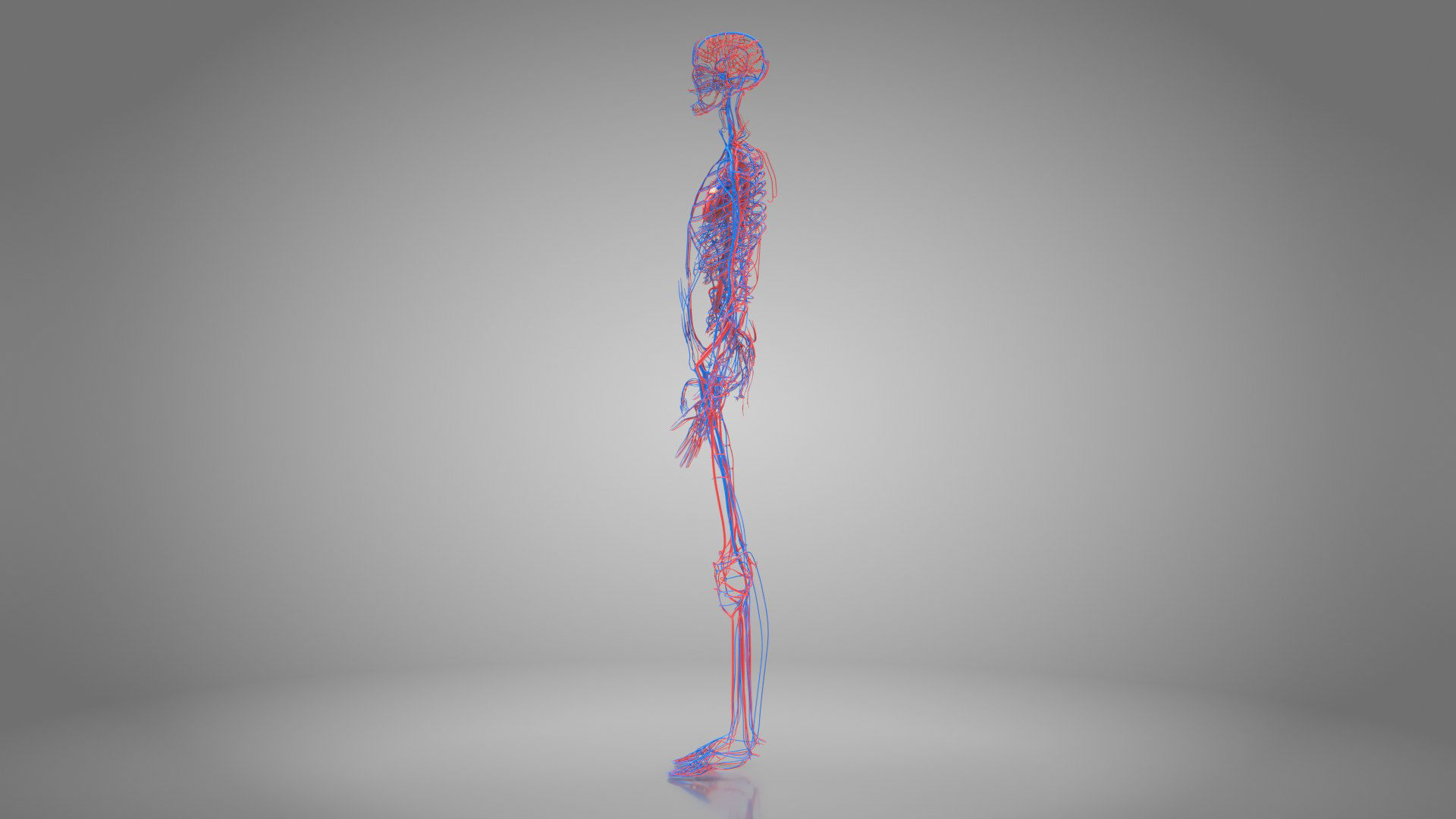 Complete Male Anatomy Low-poly 3D model_44