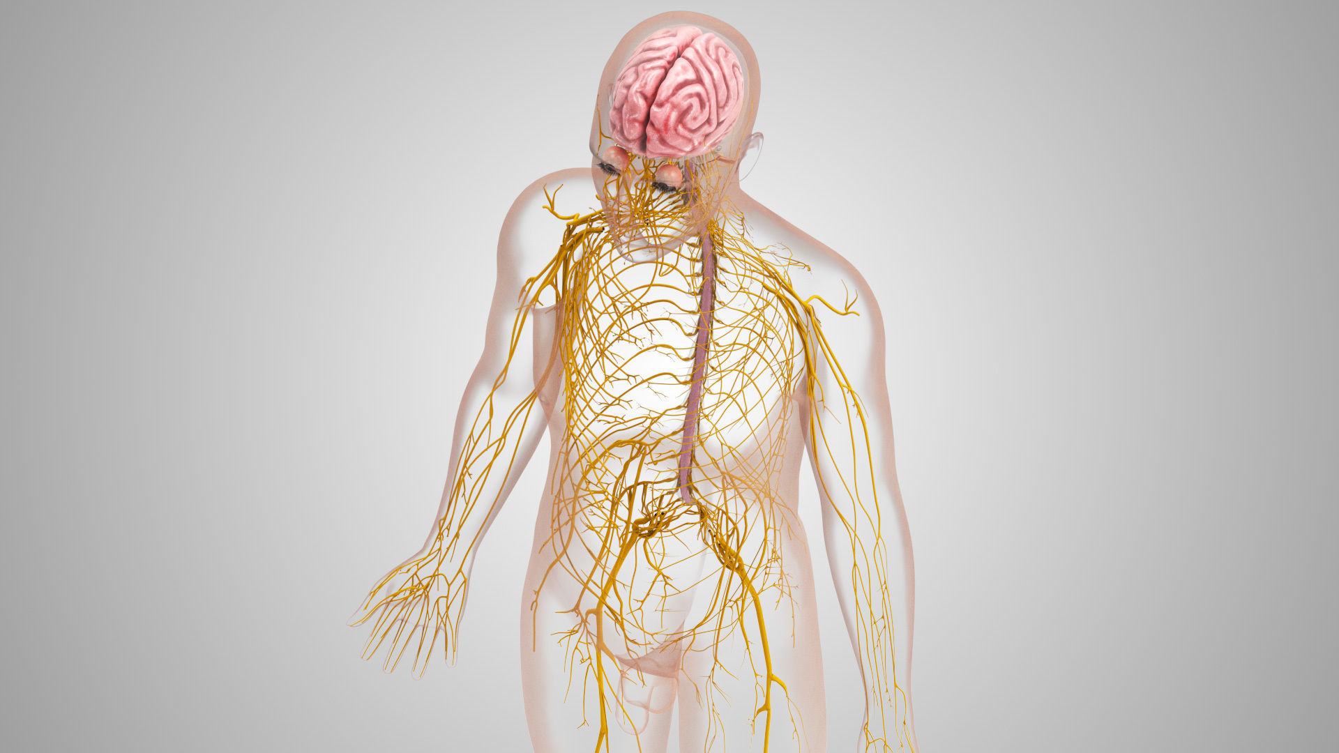 Complete Male Anatomy Low-poly 3D model_93