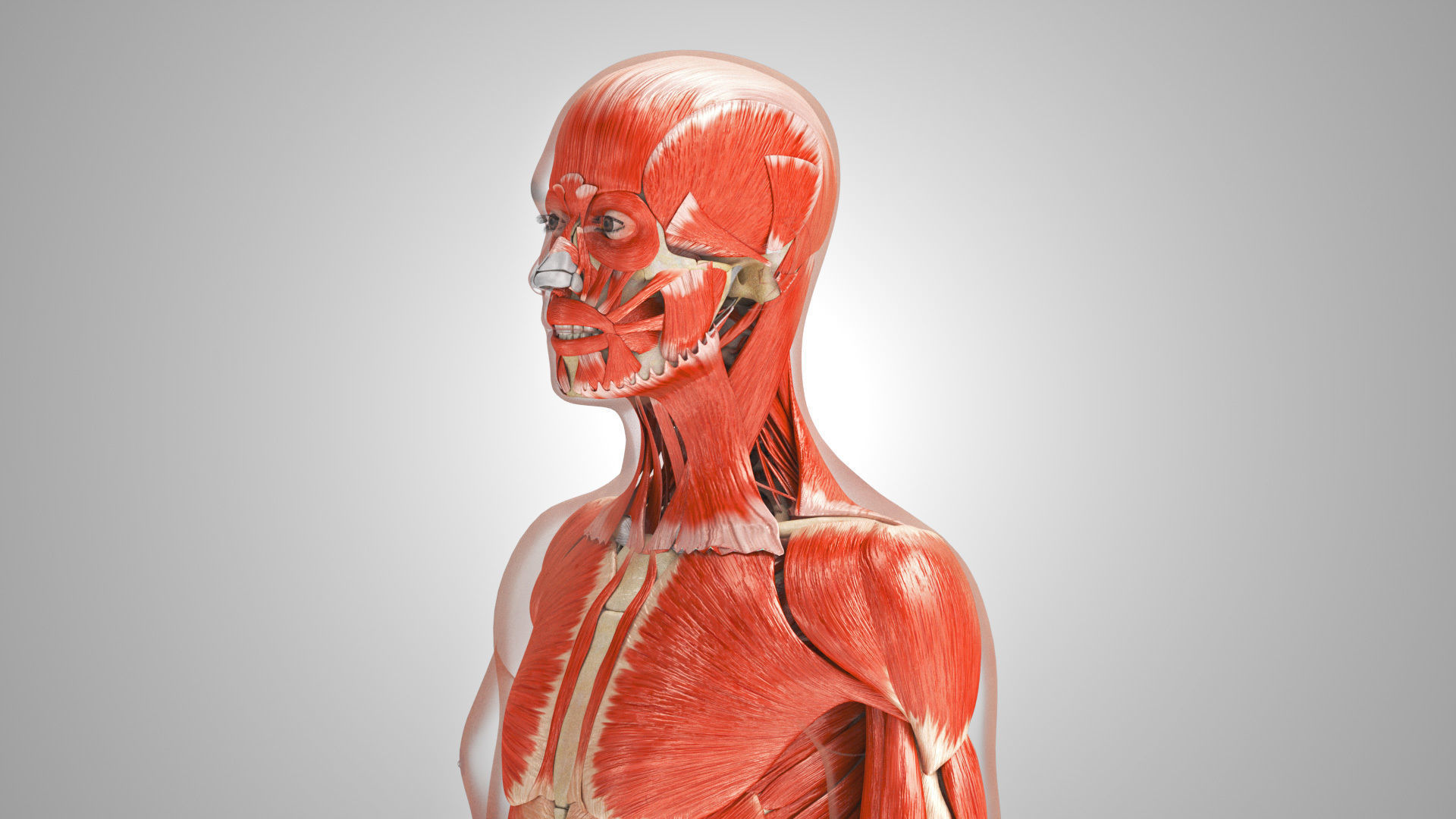 Complete Male Anatomy Low-poly 3D model_72