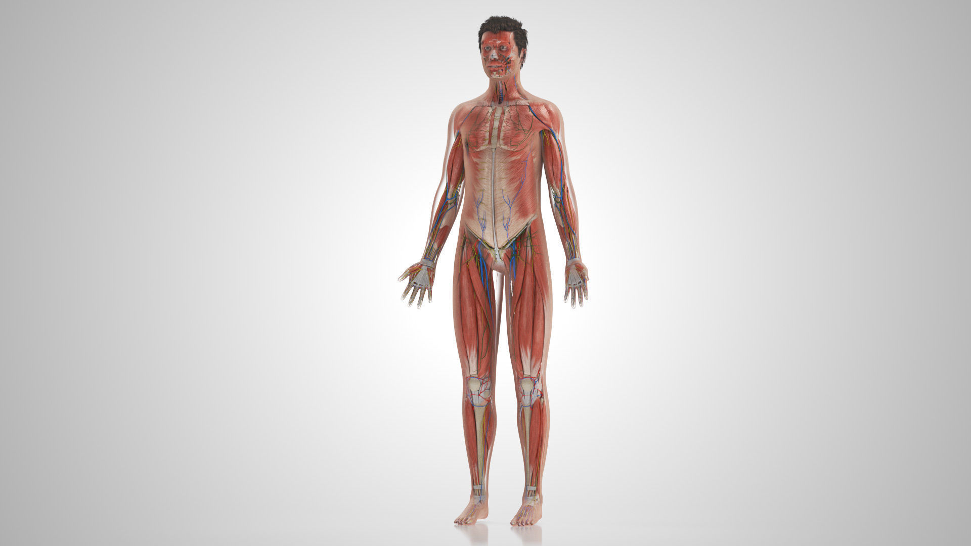 Complete Male Anatomy Low-poly 3D model_19