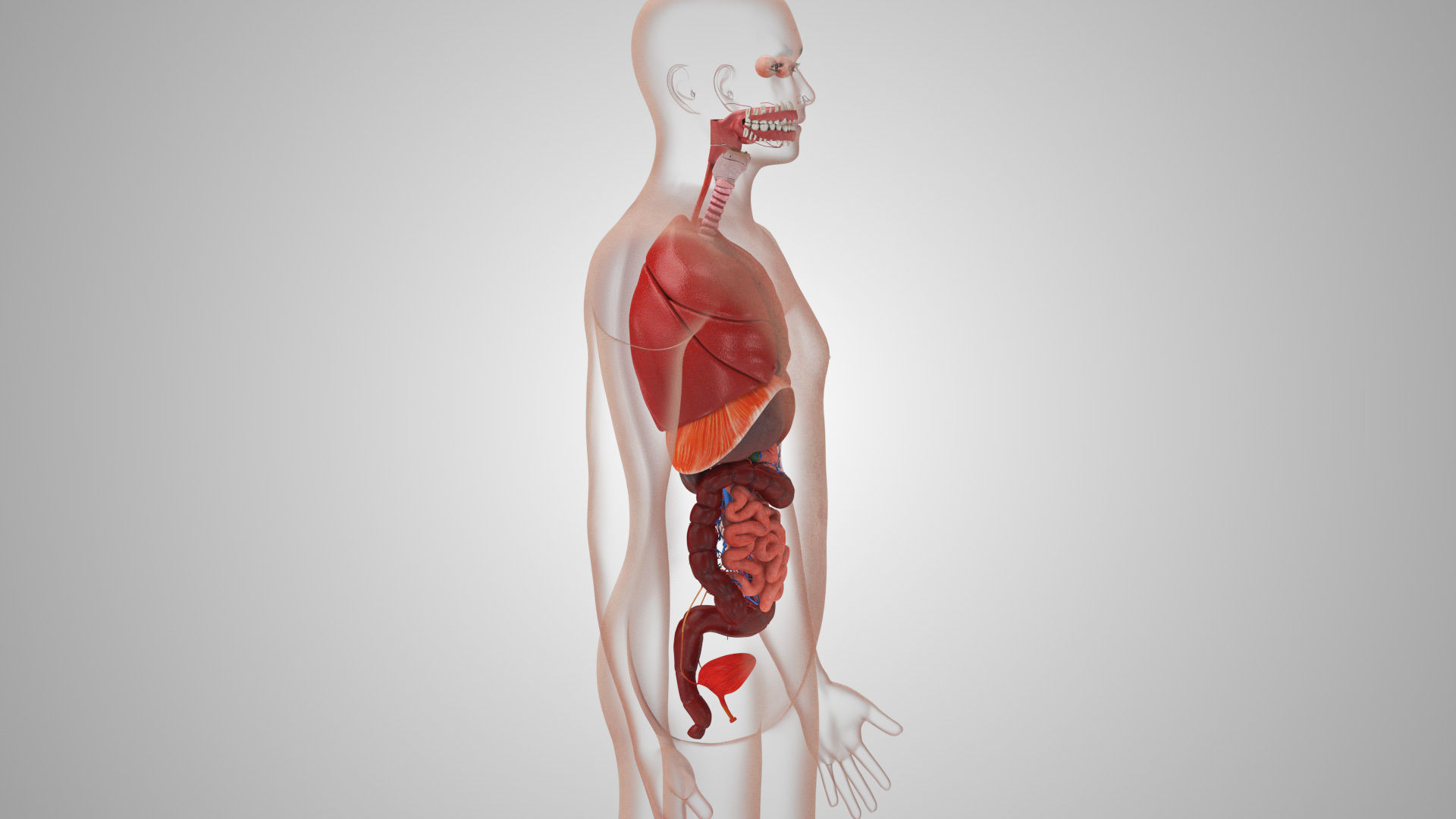 Complete Male Anatomy Low-poly 3D model_106