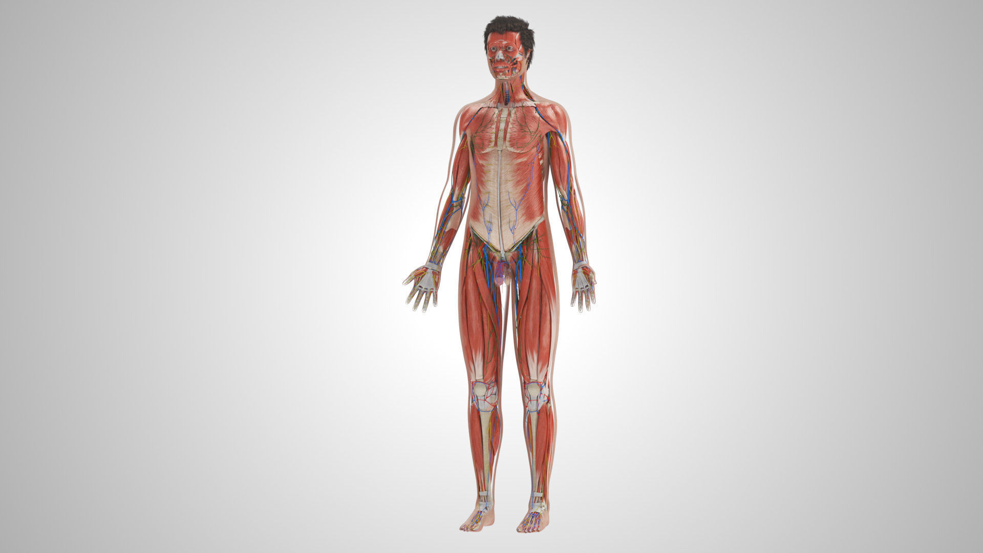Complete Male Anatomy Low-poly 3D model_24