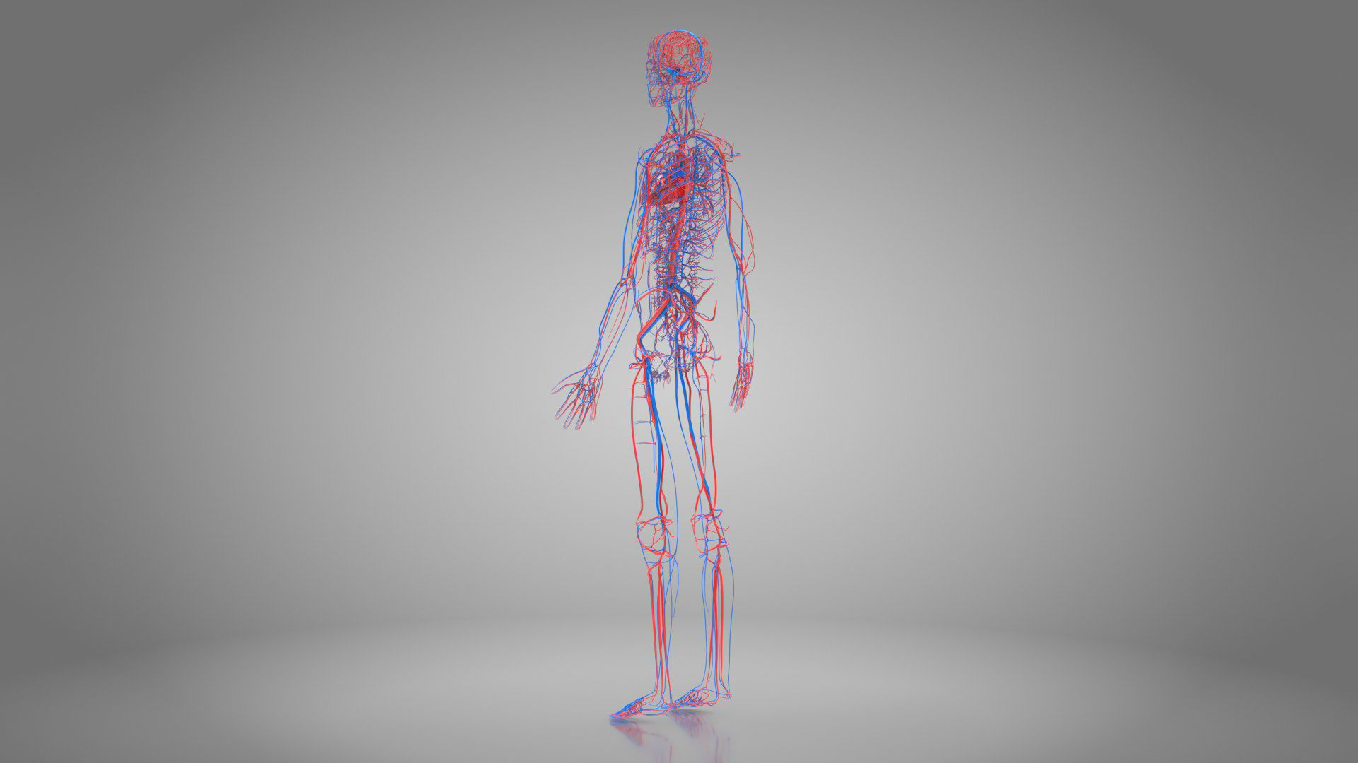 Complete Male Anatomy Low-poly 3D model_53