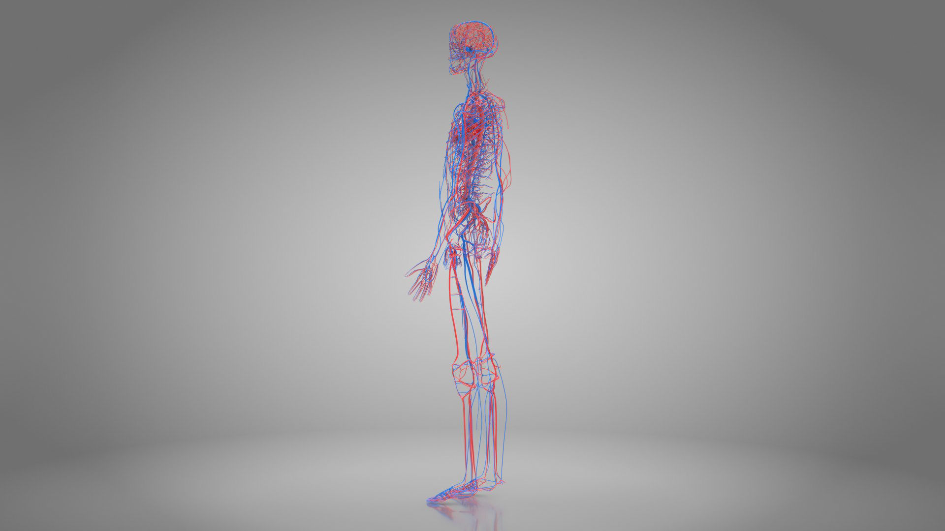 Complete Male Anatomy Low-poly 3D model_54