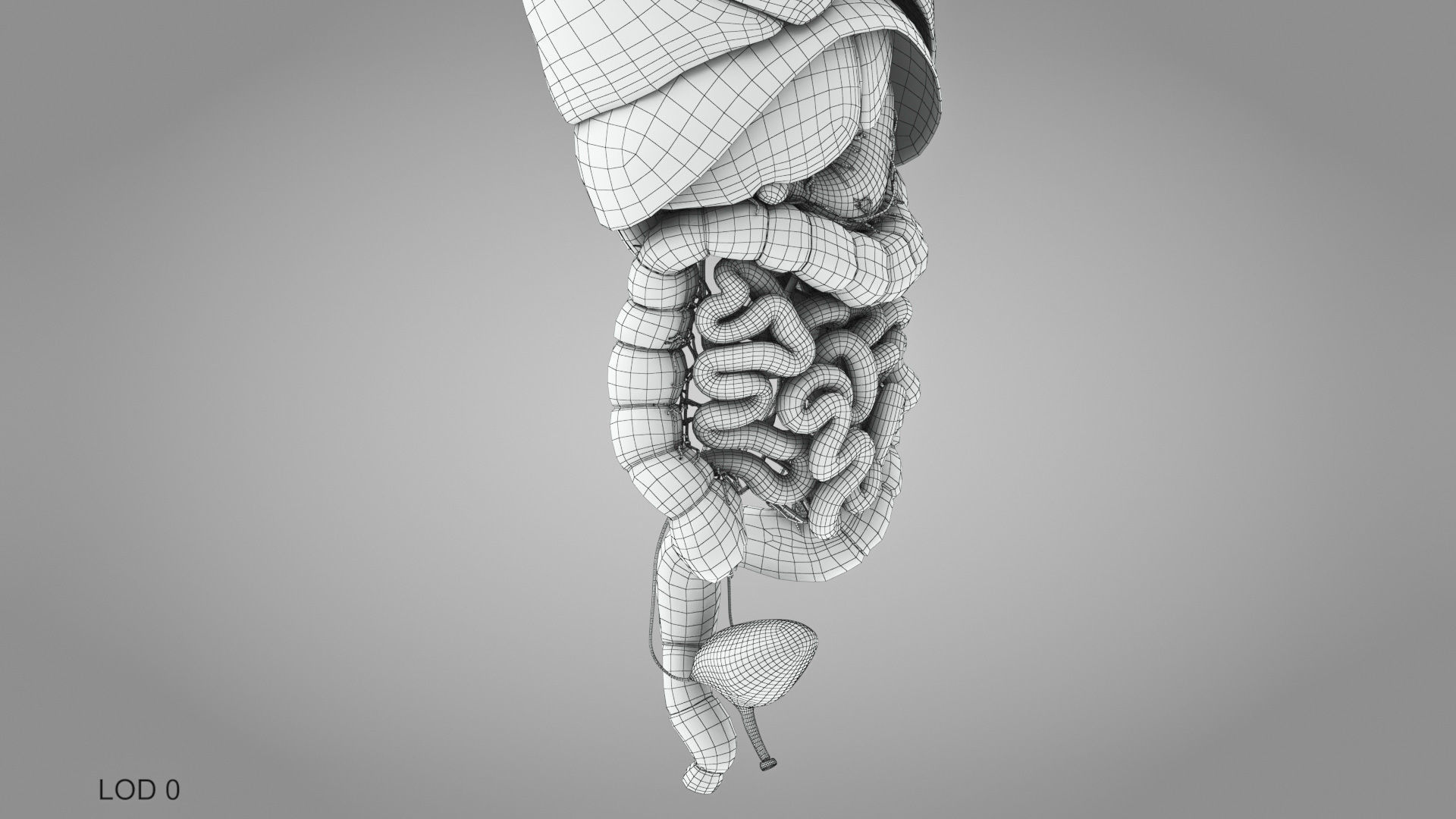 Complete Male Anatomy Low-poly 3D model_113