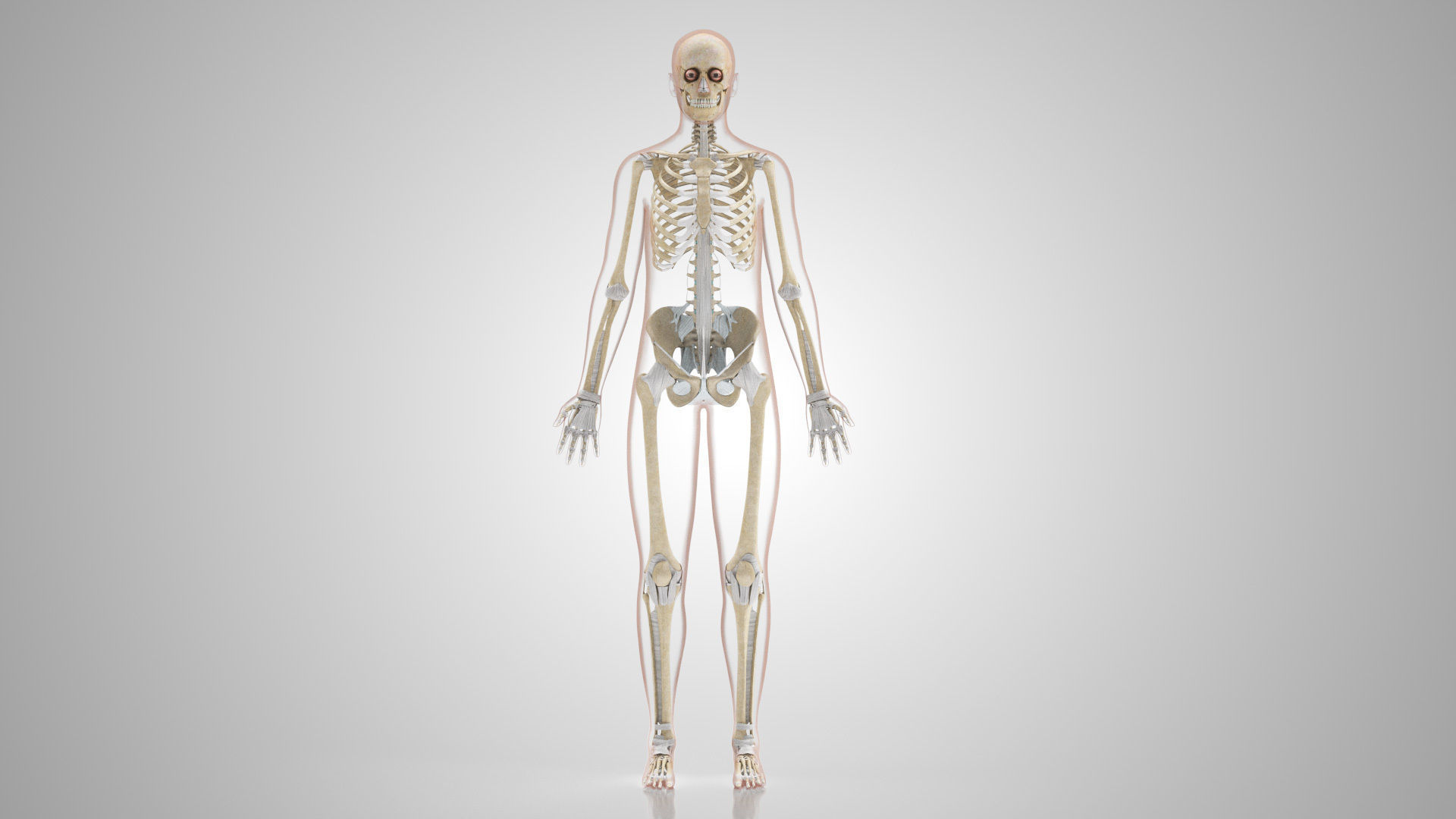 Complete Male Anatomy Low-poly 3D model_138