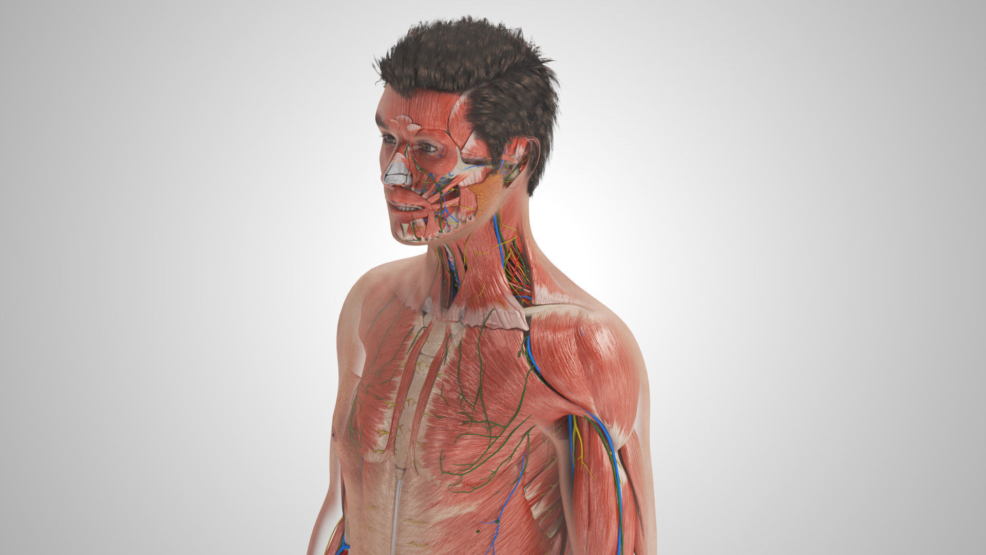 Complete Male Anatomy Low-poly 3D model_16