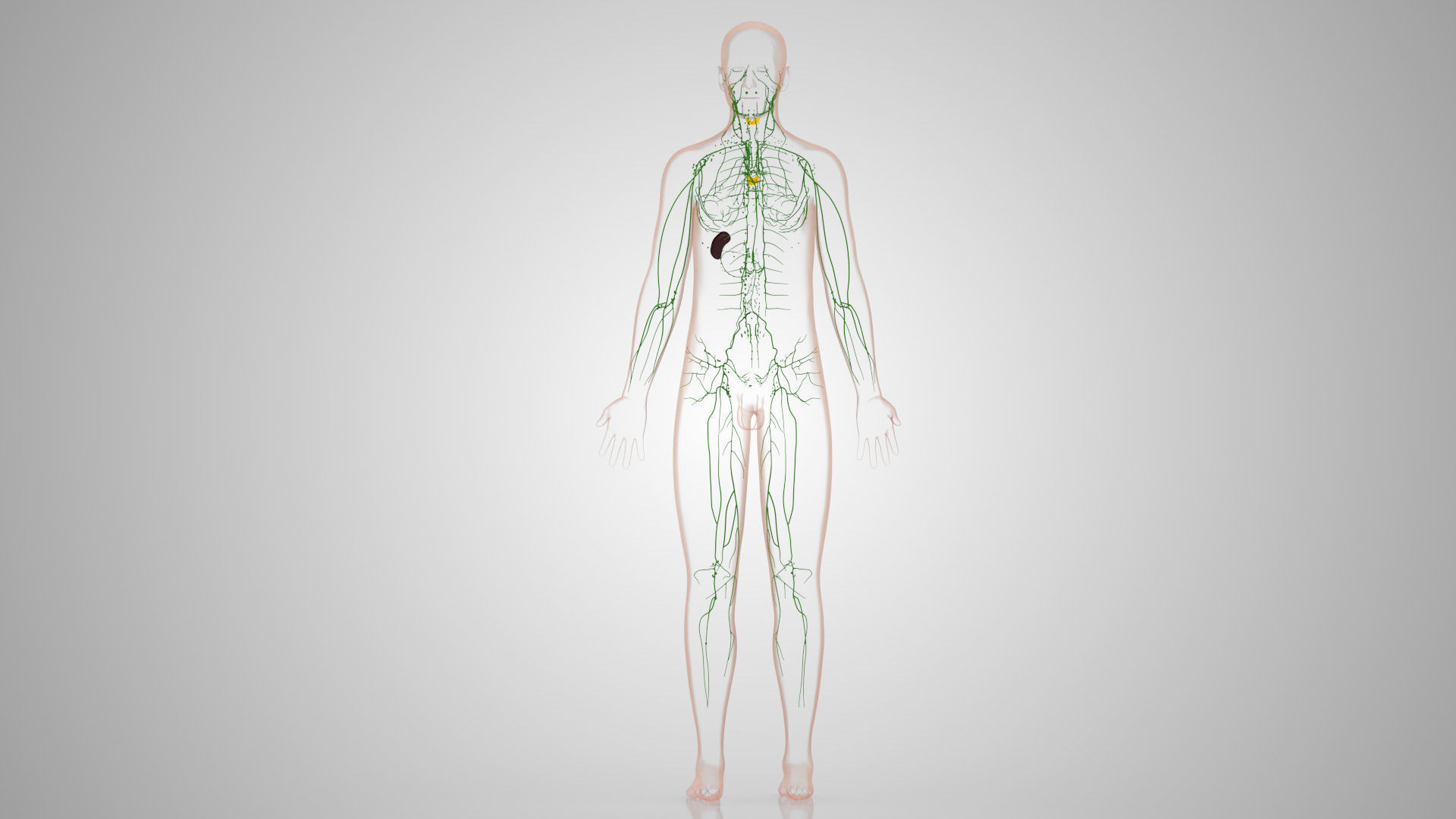 Complete Male Anatomy Low-poly 3D model_117