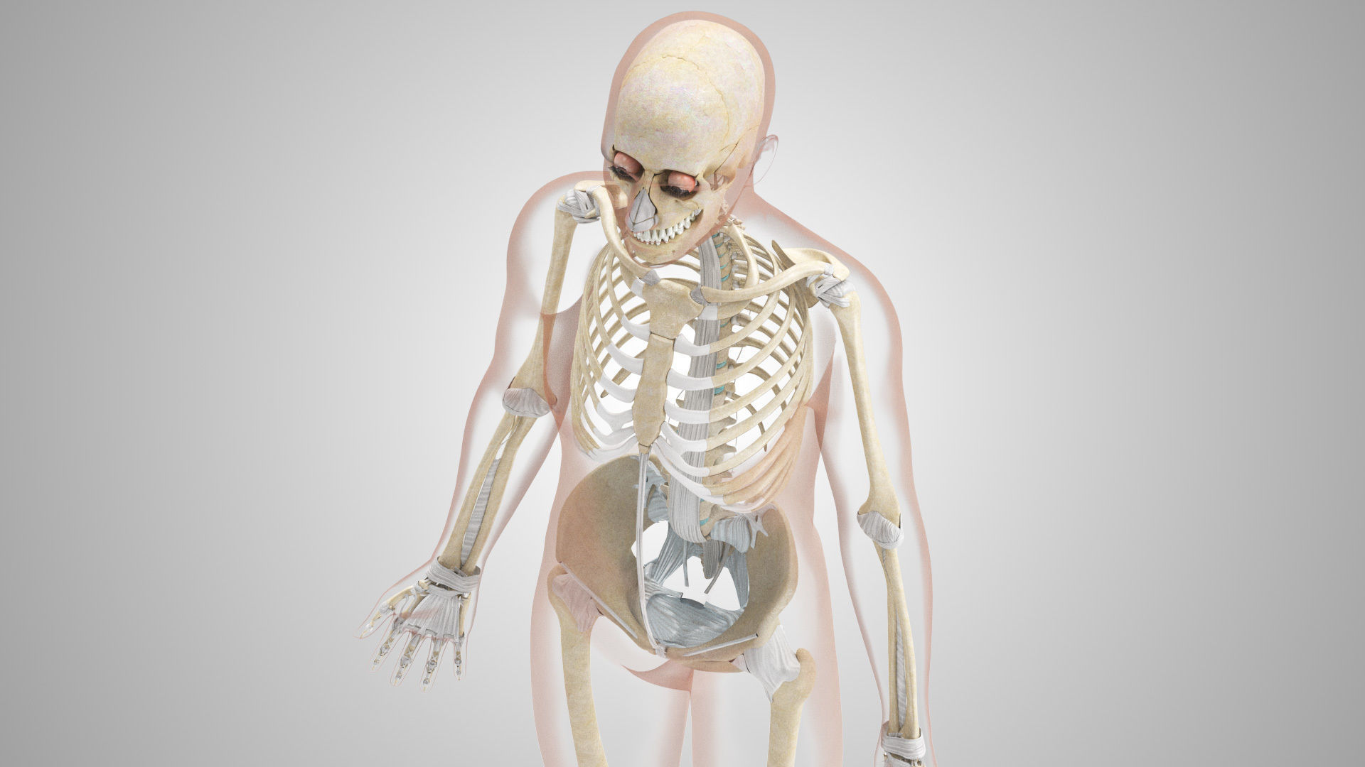 Complete Male Anatomy Low-poly 3D model_134