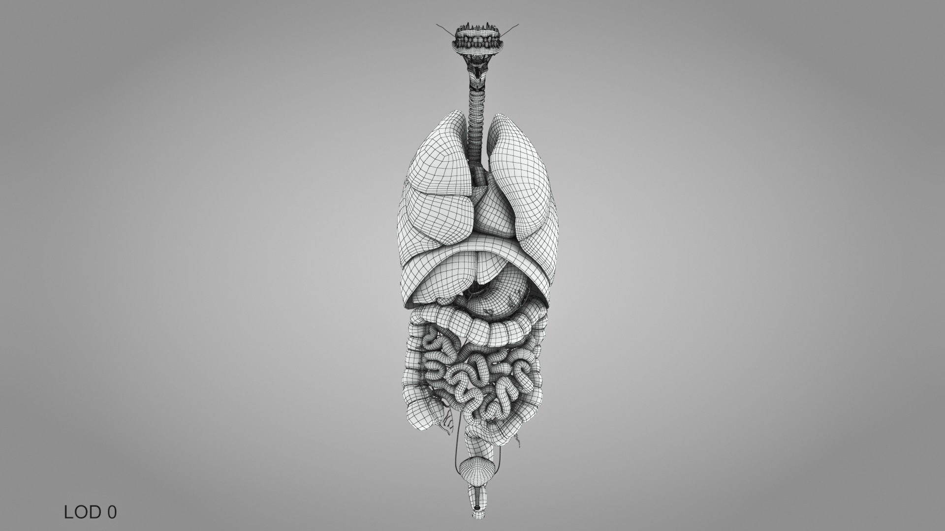 Complete Male Anatomy Low-poly 3D model_112