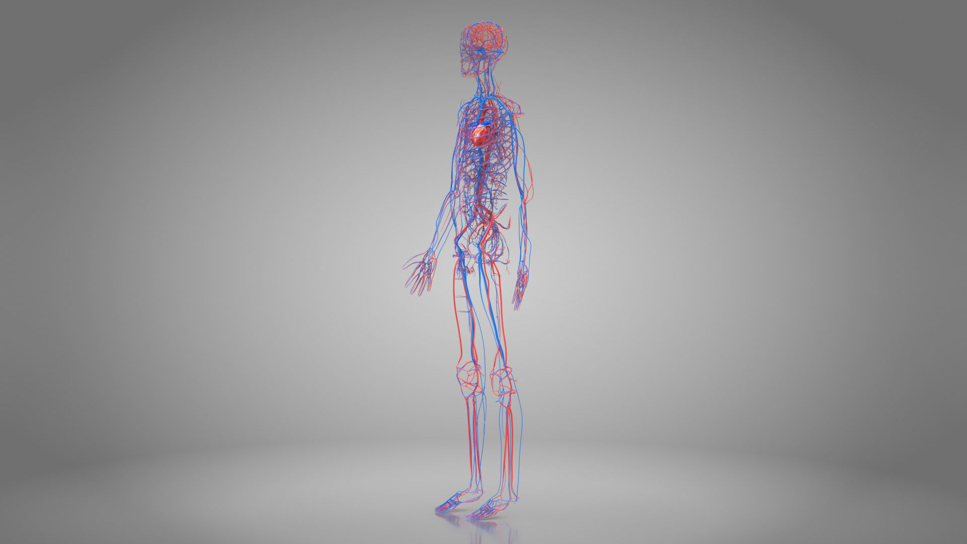 Complete Male Anatomy Low-poly 3D model_43
