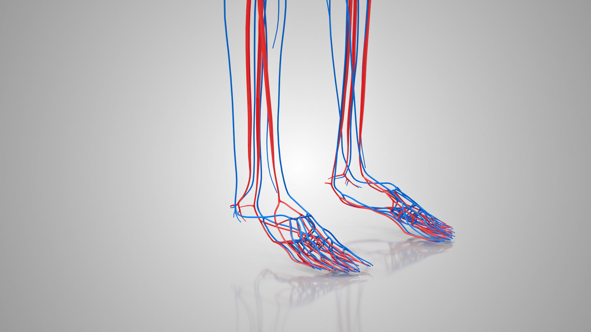 Complete Male Anatomy Low-poly 3D model_55