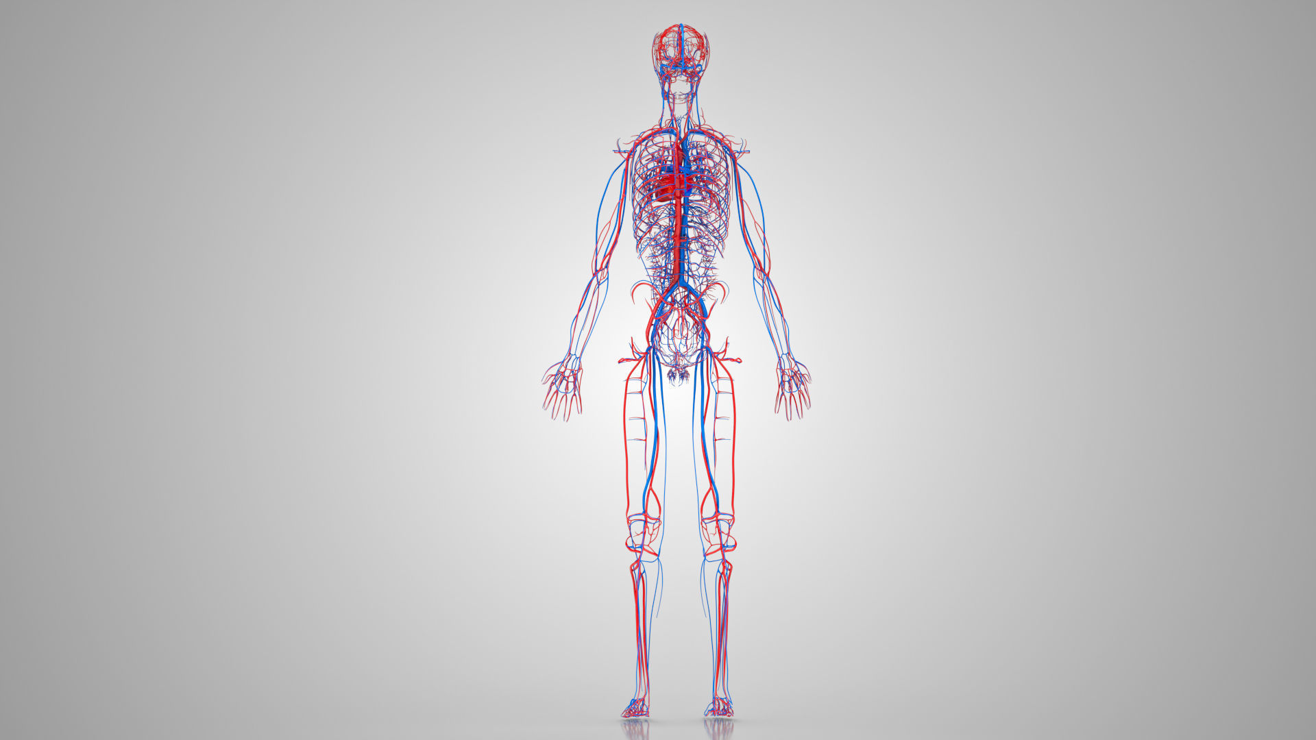 Complete Male Anatomy Low-poly 3D model_50