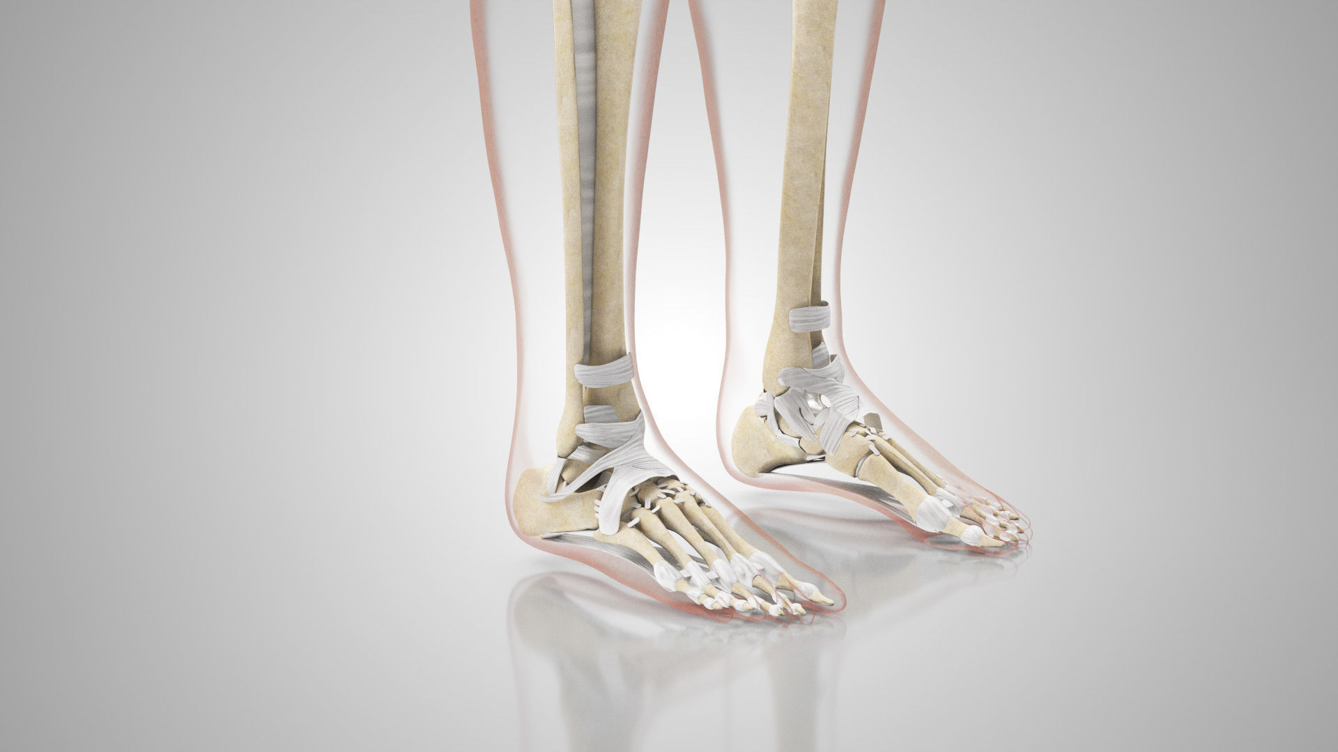 Complete Male Anatomy Low-poly 3D model_131