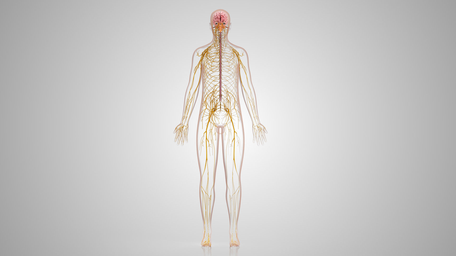 Complete Male Anatomy Low-poly 3D model_90