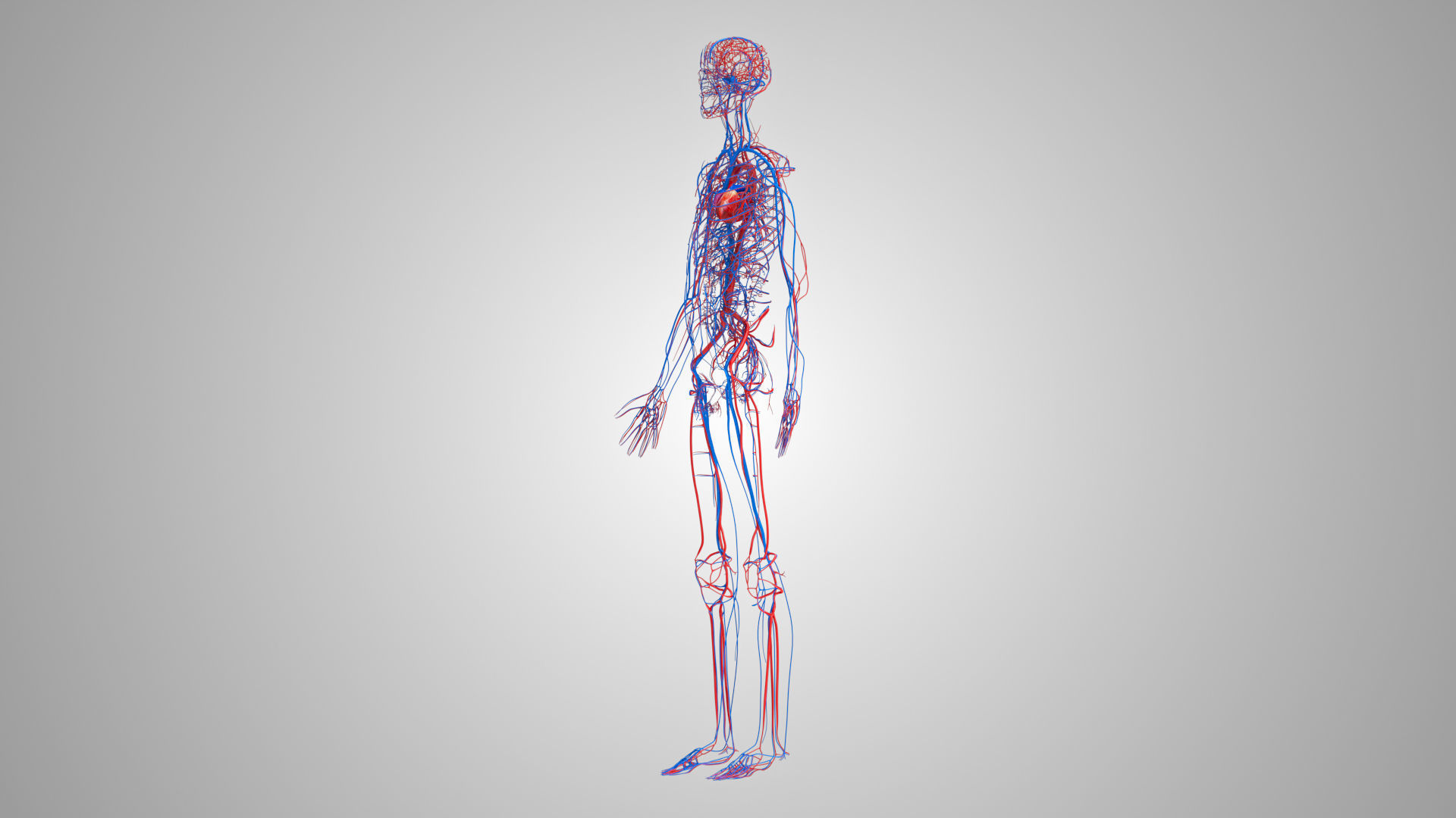 Complete Male Anatomy Low-poly 3D model_42