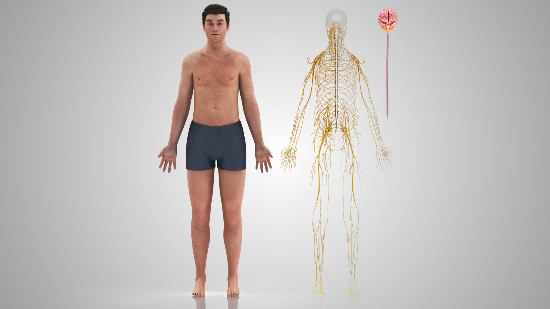 Complete Male Anatomy Low-poly 3D model_91