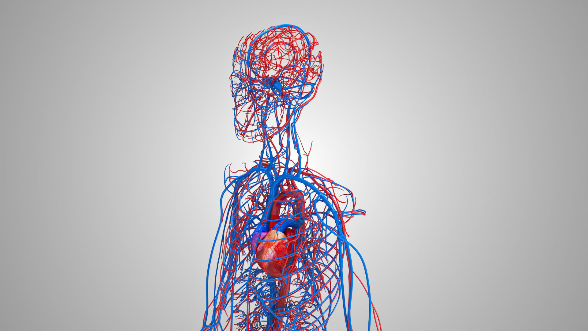 Complete Male Anatomy Low-poly 3D model_60