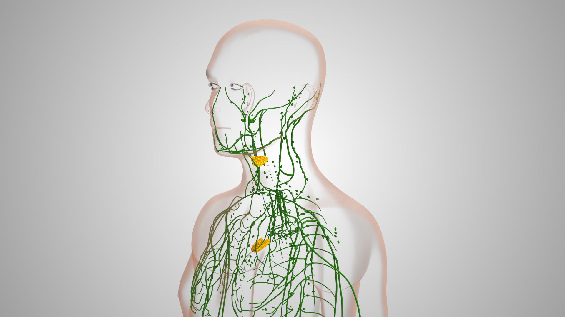 Complete Male Anatomy Low-poly 3D model_127