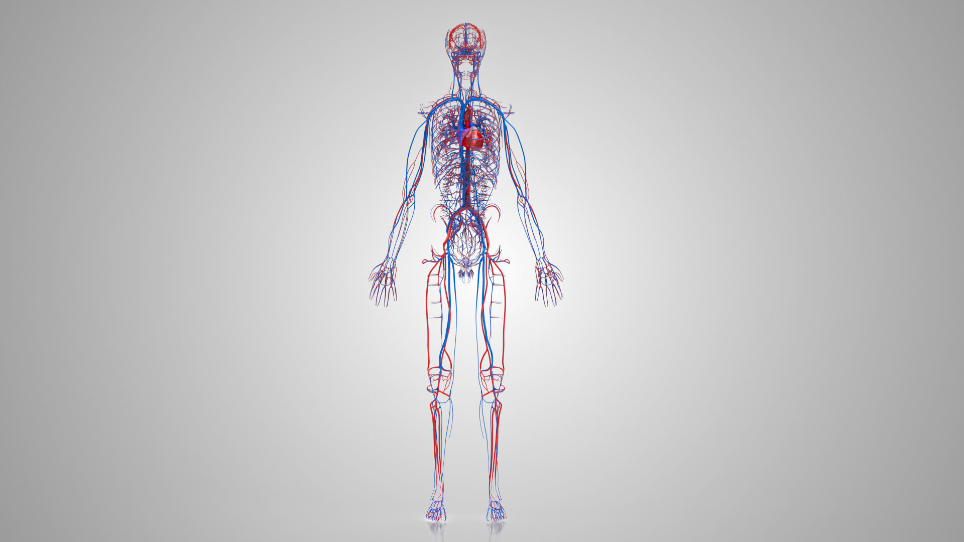 Complete Male Anatomy Low-poly 3D model_52