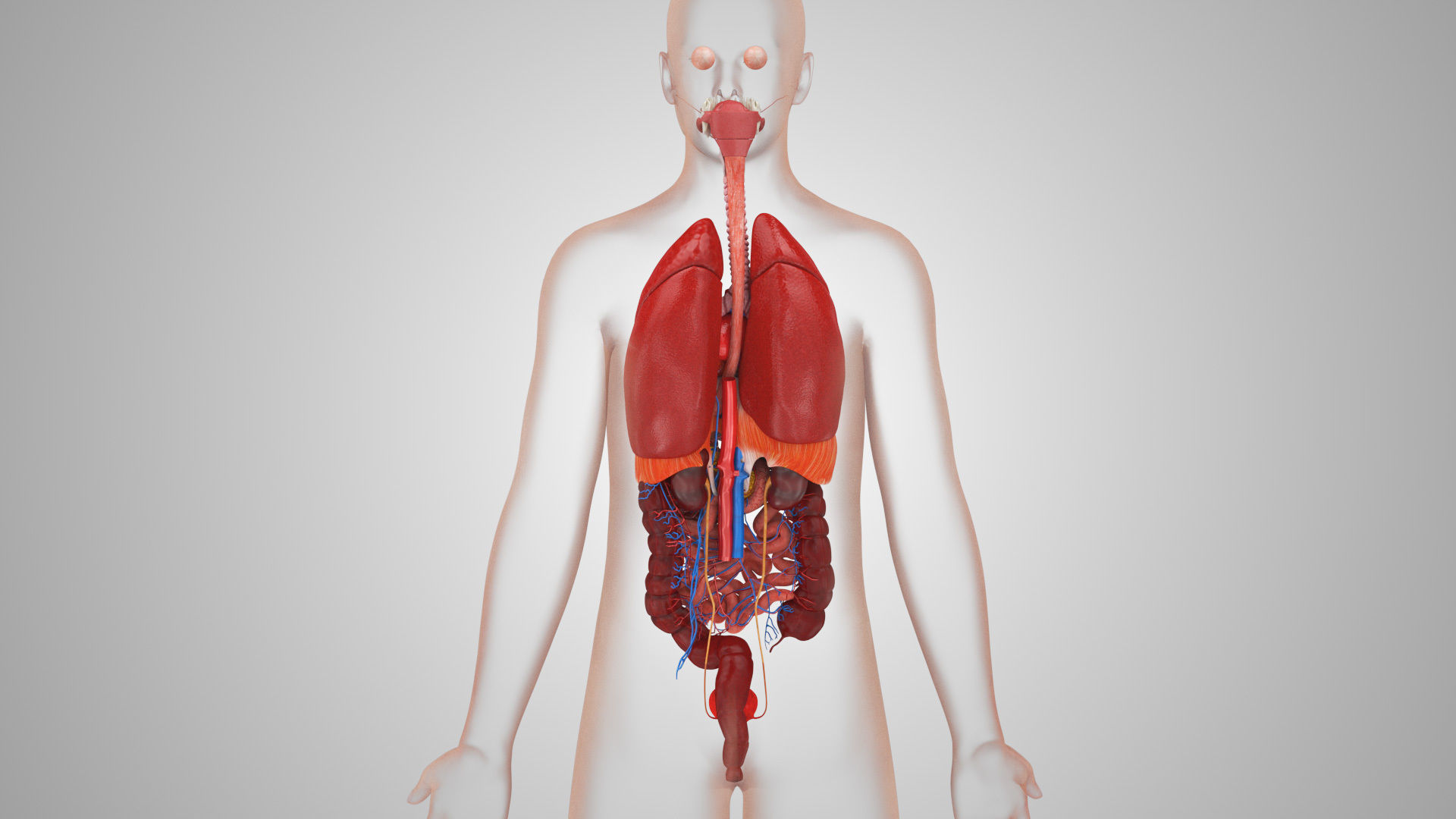 Complete Male Anatomy Low-poly 3D model_102