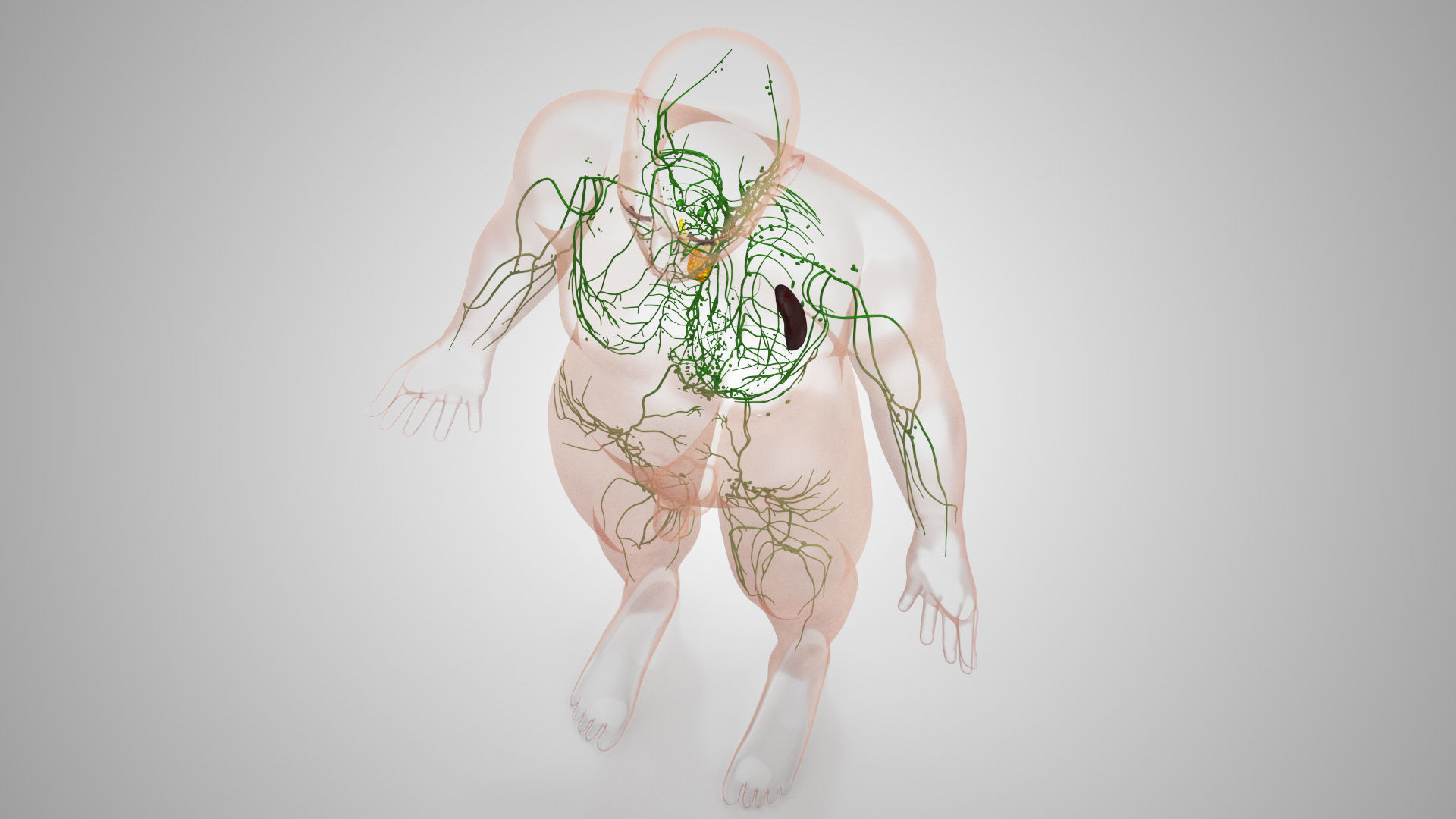Complete Male Anatomy Low-poly 3D model_14