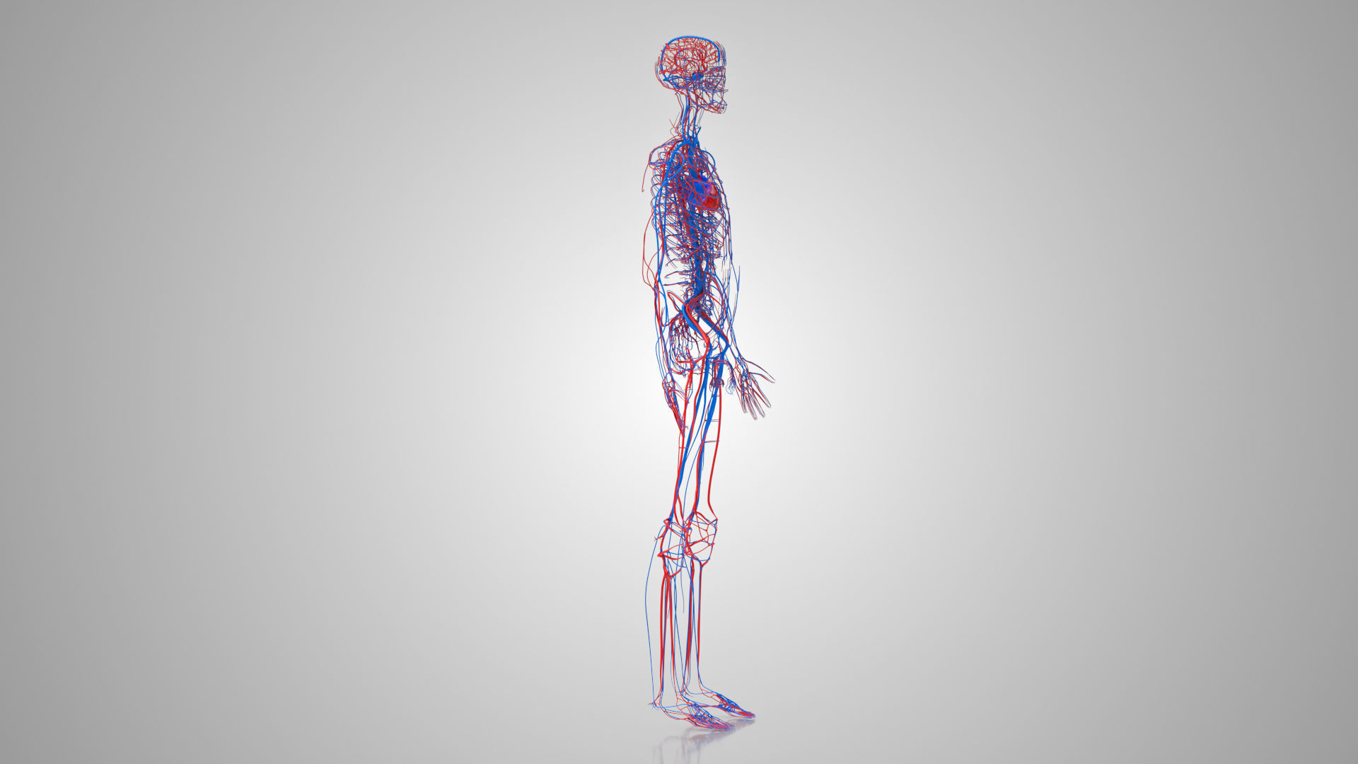 Complete Male Anatomy Low-poly 3D model_59