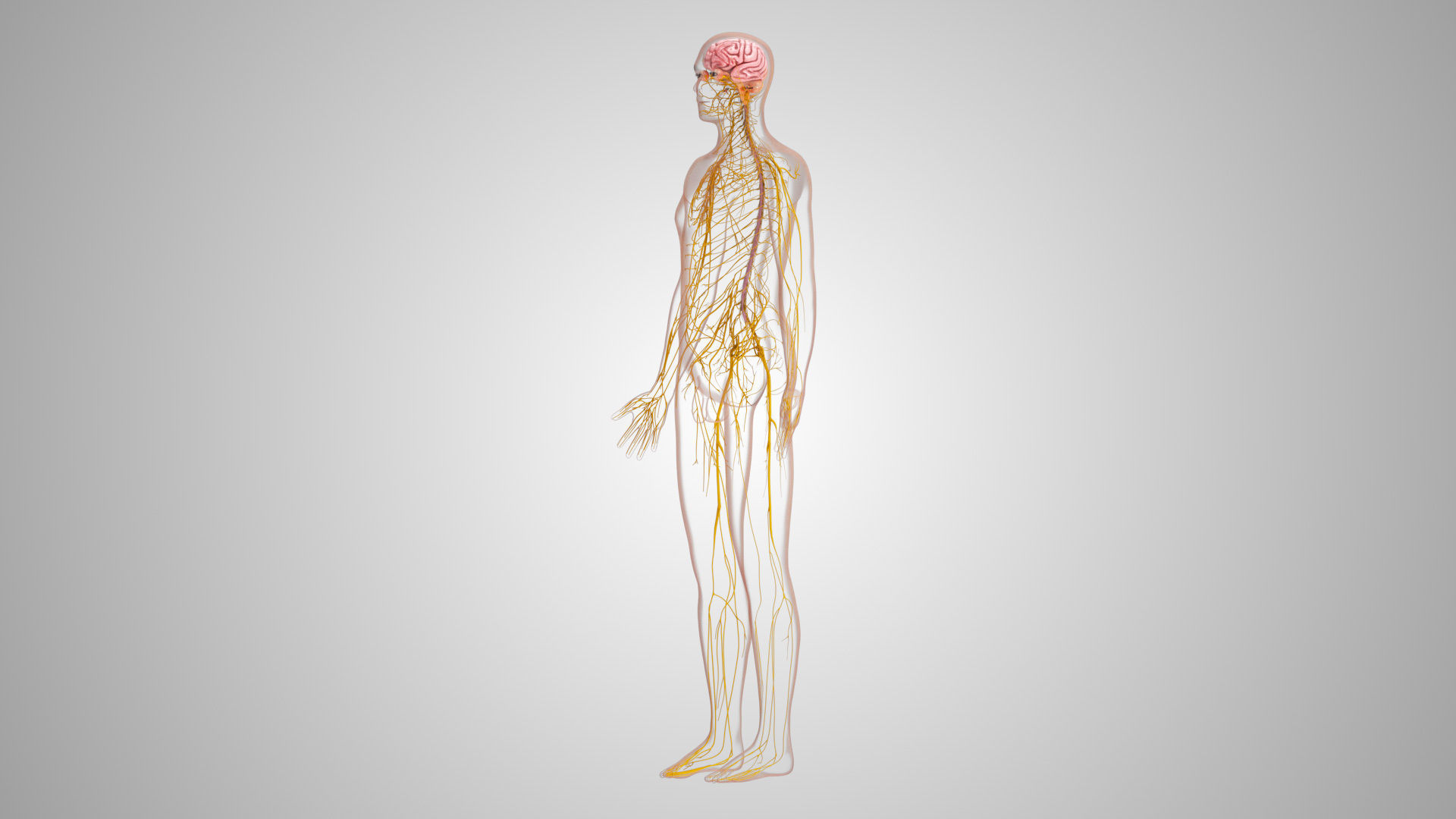 Complete Male Anatomy Low-poly 3D model_94