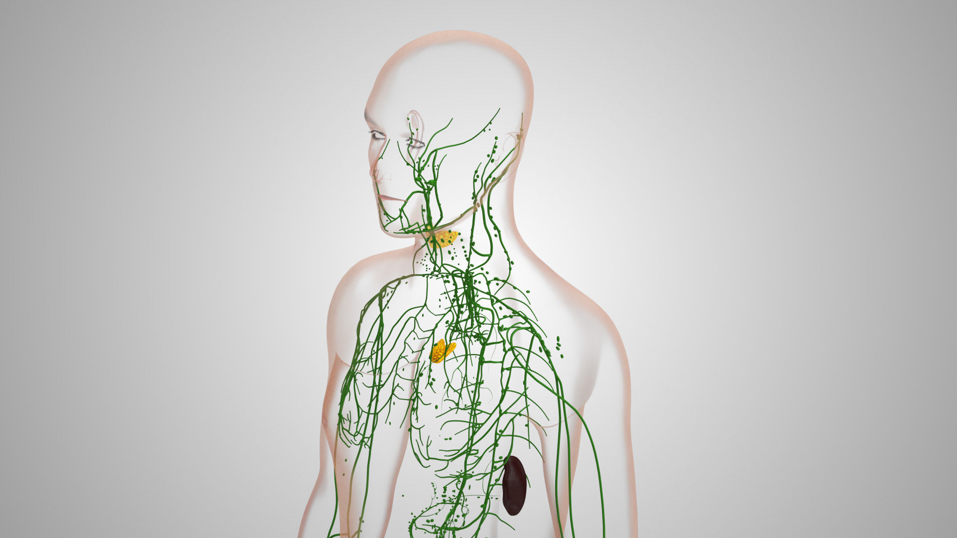 Complete Male Anatomy Low-poly 3D model_128