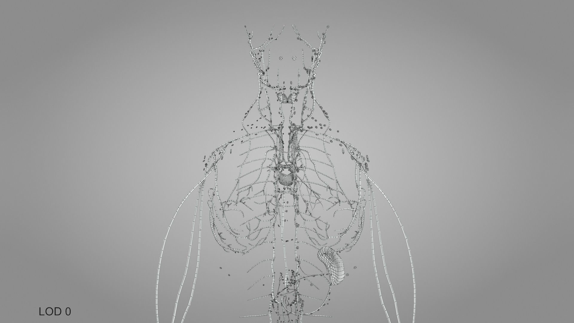 Complete Male Anatomy Low-poly 3D model_124