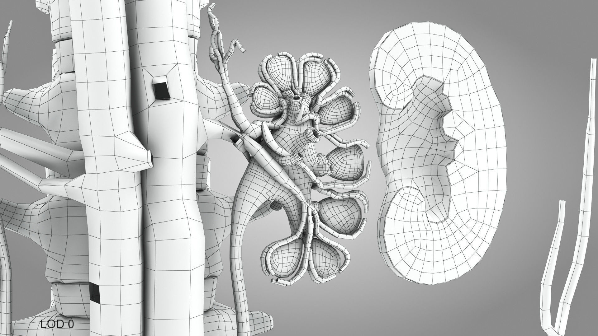 Complete Male Anatomy Low-poly 3D model_149