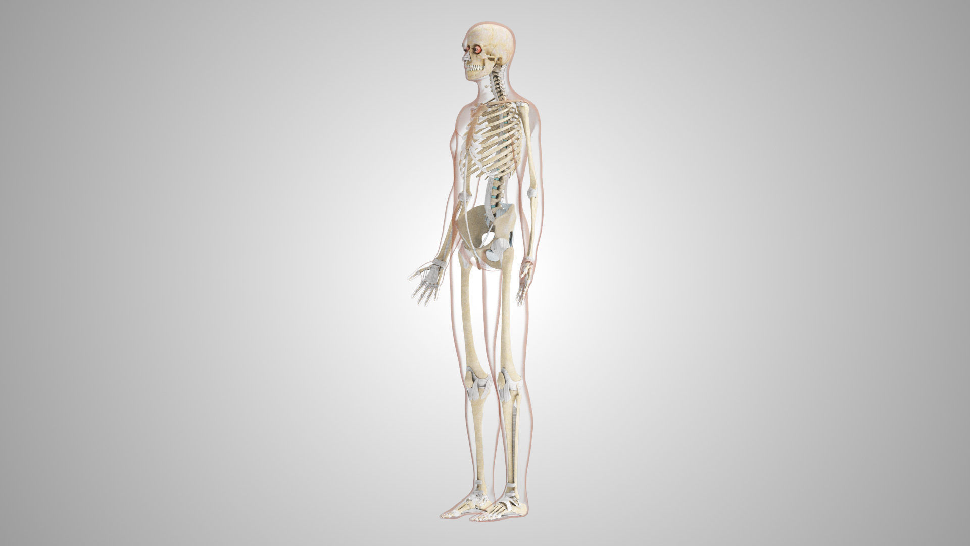 Complete Male Anatomy Low-poly 3D model_136