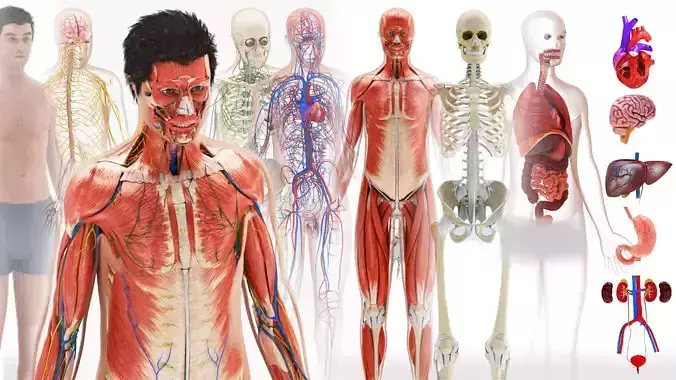 Complete Male Anatomy
