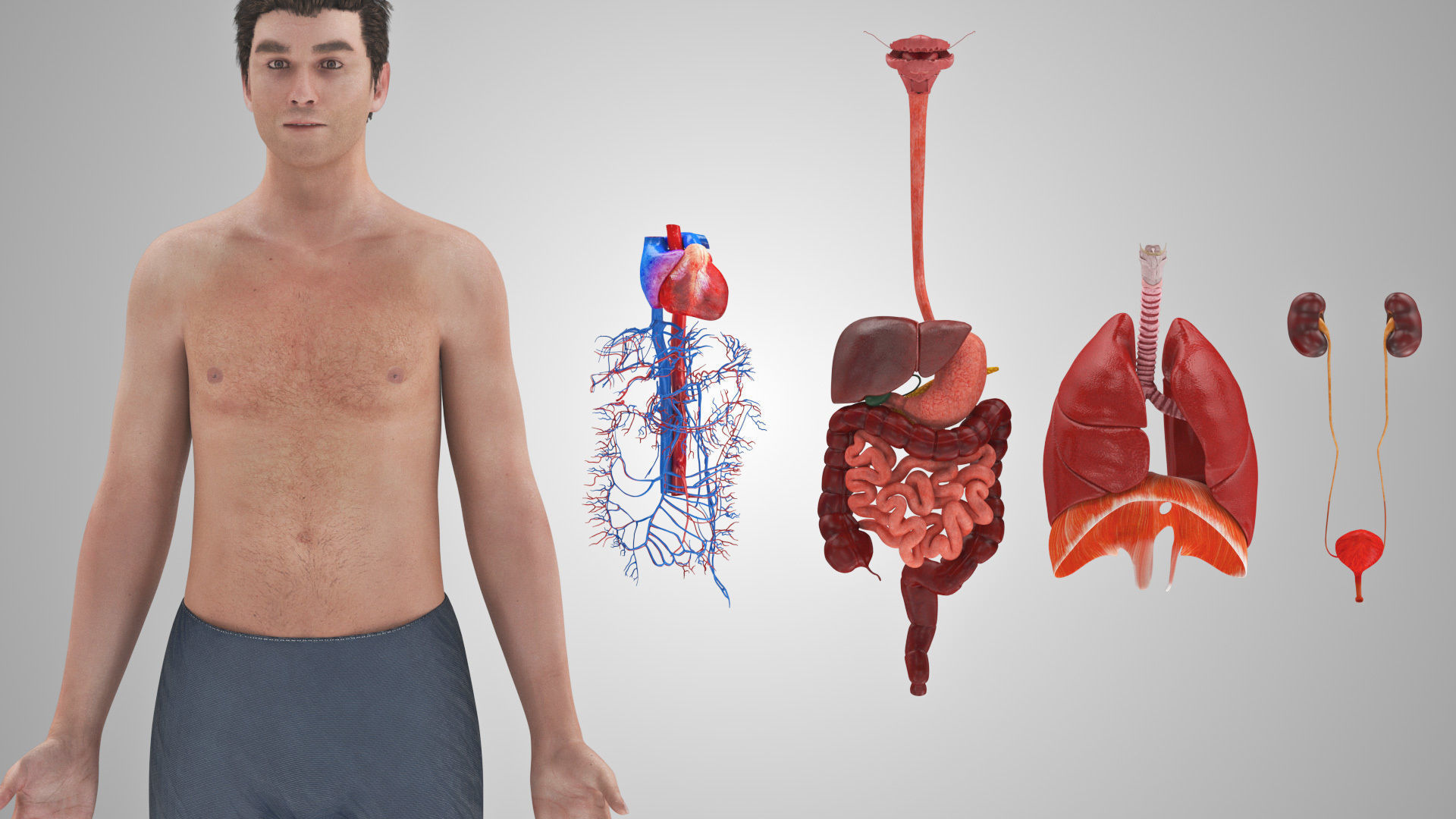 Complete Male Anatomy Low-poly 3D model_101