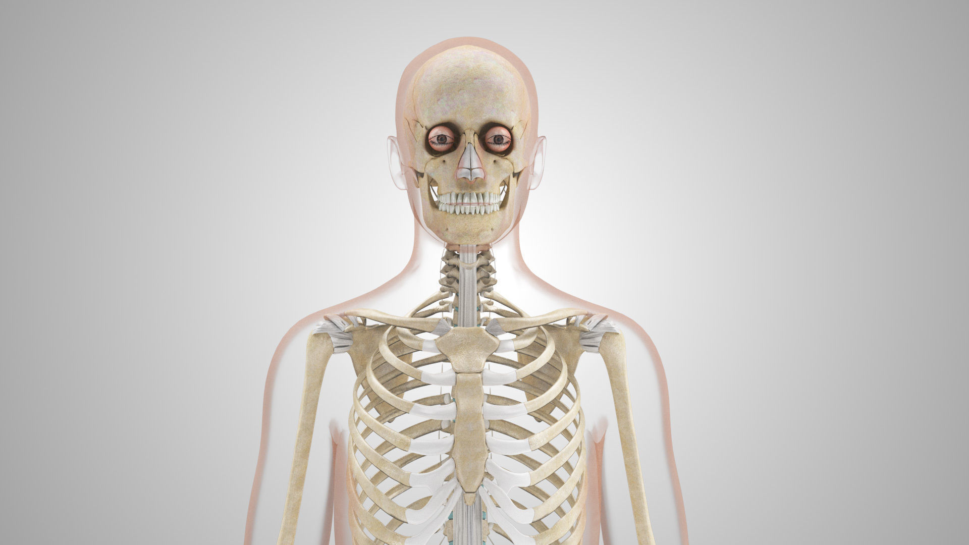Complete Male Anatomy Low-poly 3D model_137