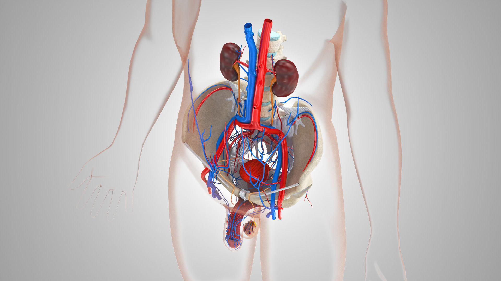 Complete Male Anatomy Low-poly 3D model_151