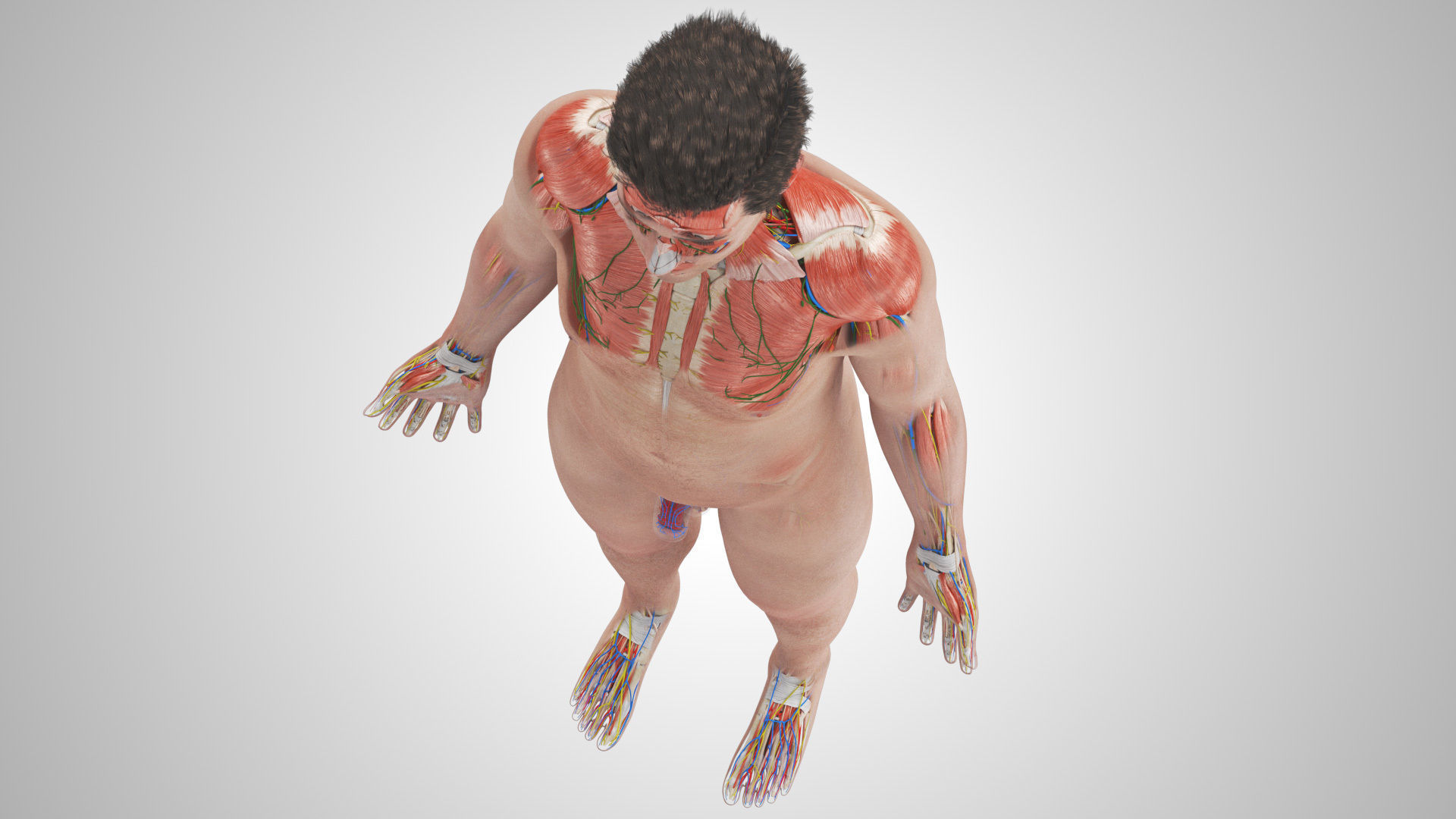 Complete Male Anatomy Low-poly 3D model_10