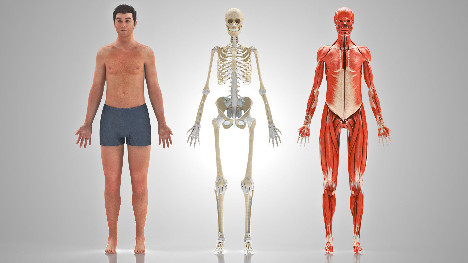 Complete Male Anatomy Low-poly 3D model_15