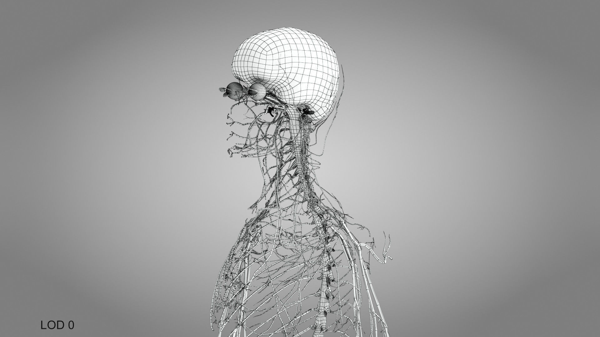 Complete Male Anatomy Low-poly 3D model_99